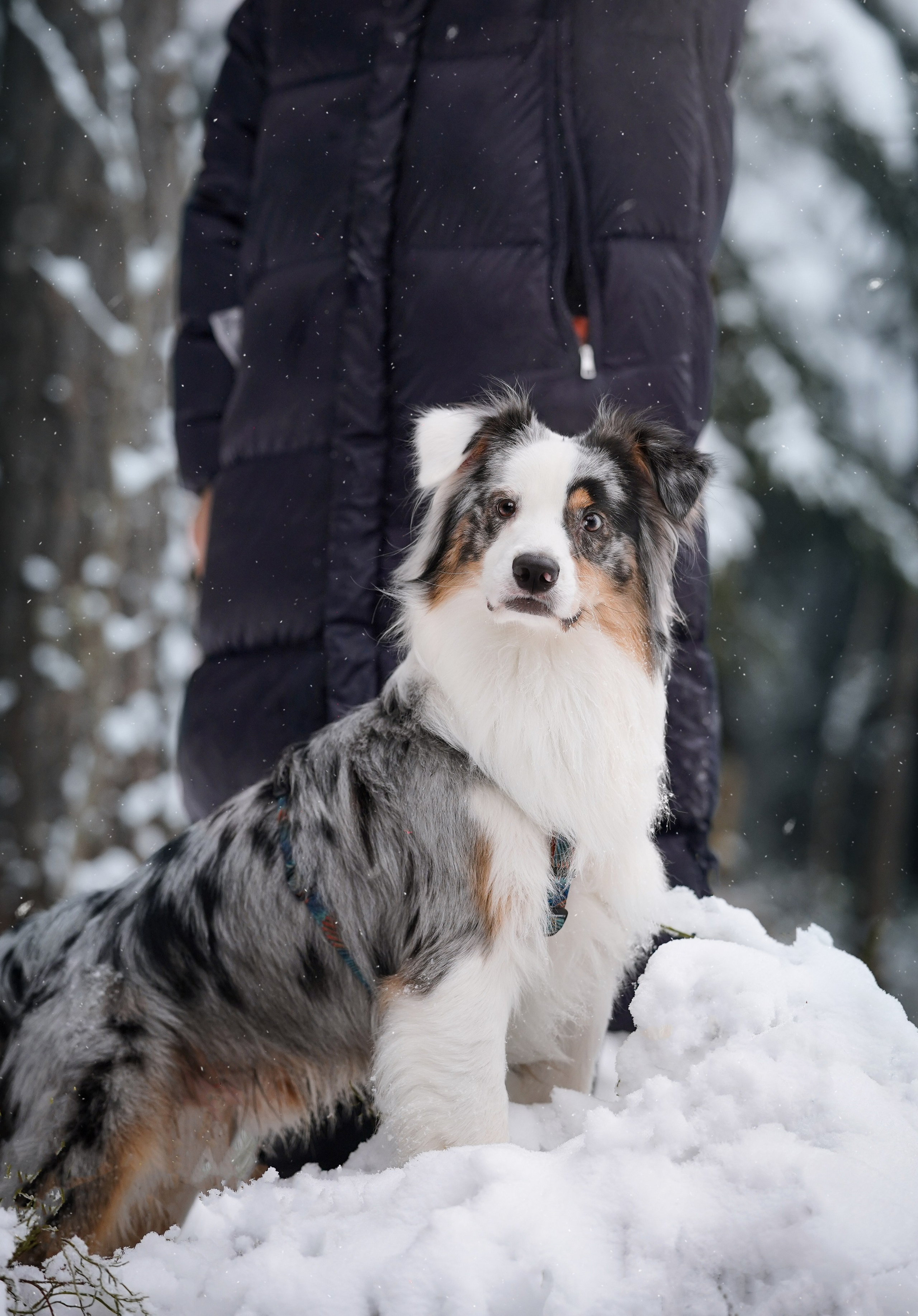 Антон Аиша и Римус. Фотограф-анималист в Санкт-Петербурге Яна Мартынова