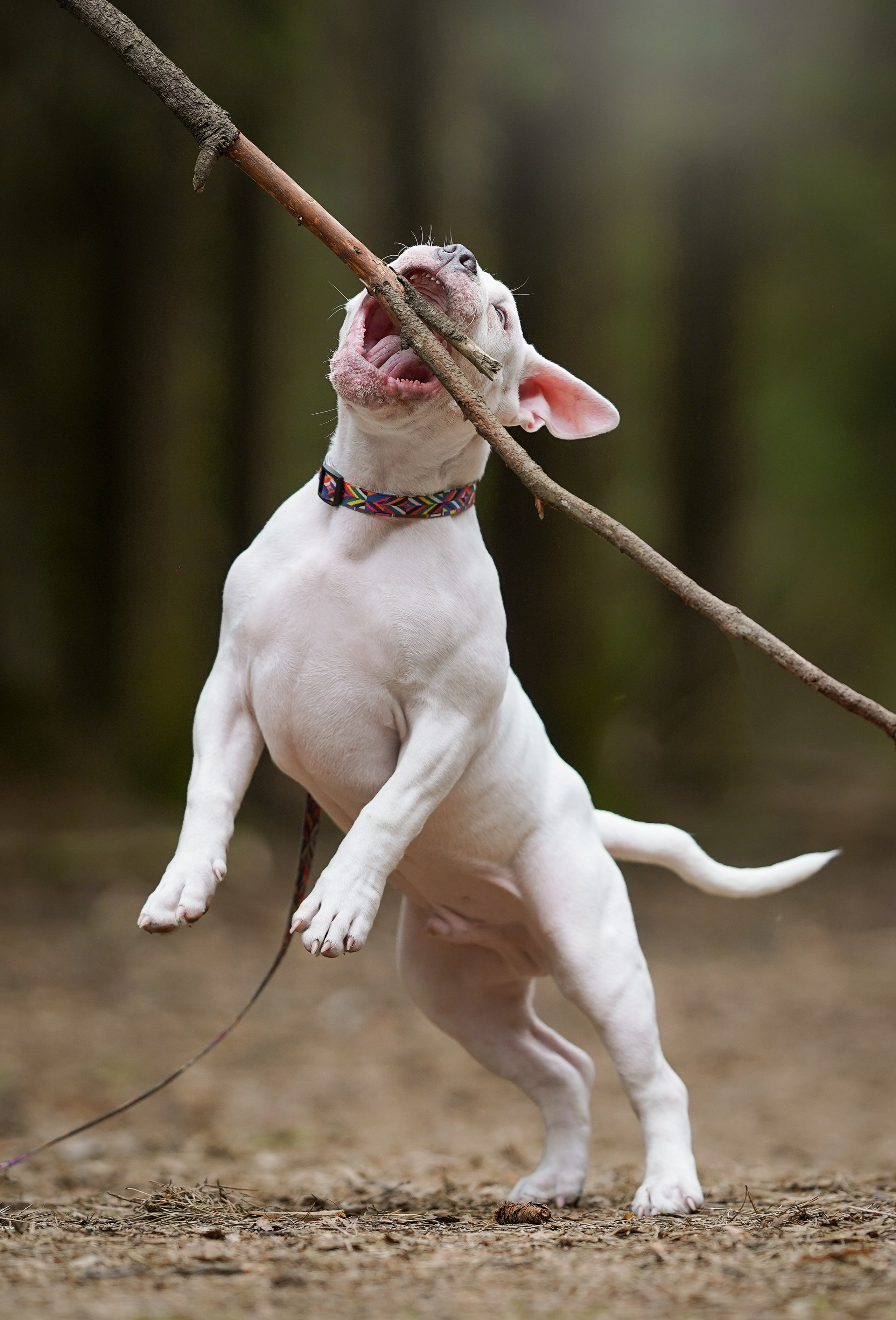 Щенки булли. Фотограф-анималист в Санкт-Петербурге Яна Мартынова