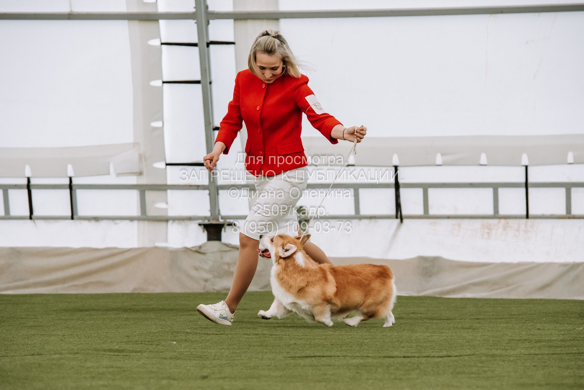 Выставка собак Красноярск 2.06. Фотограф Диана Оленина Красноярск / Братск