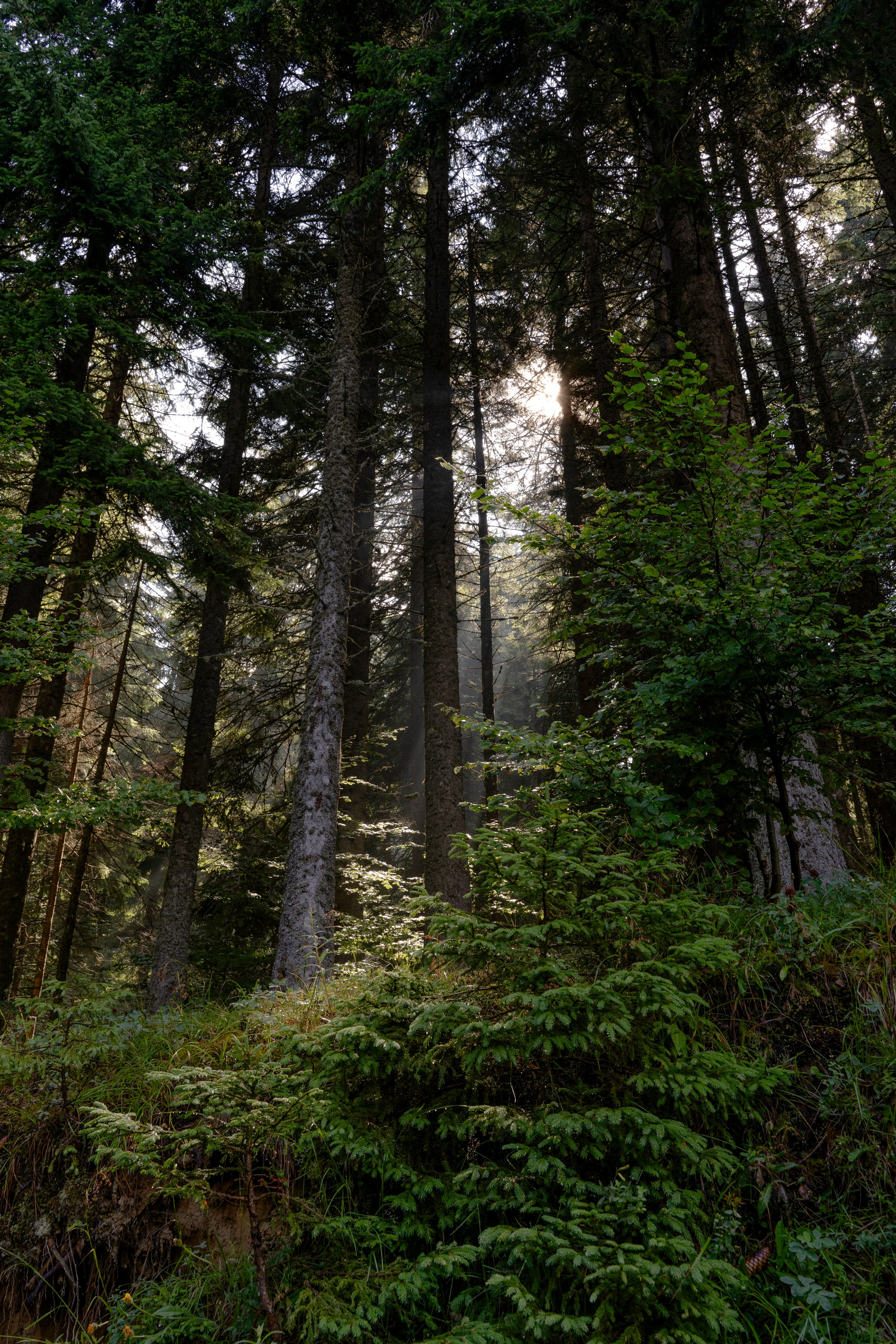 Viktorija Chalet. Photographer Liana Sudets Serbia Kopaonik Brzece Brus