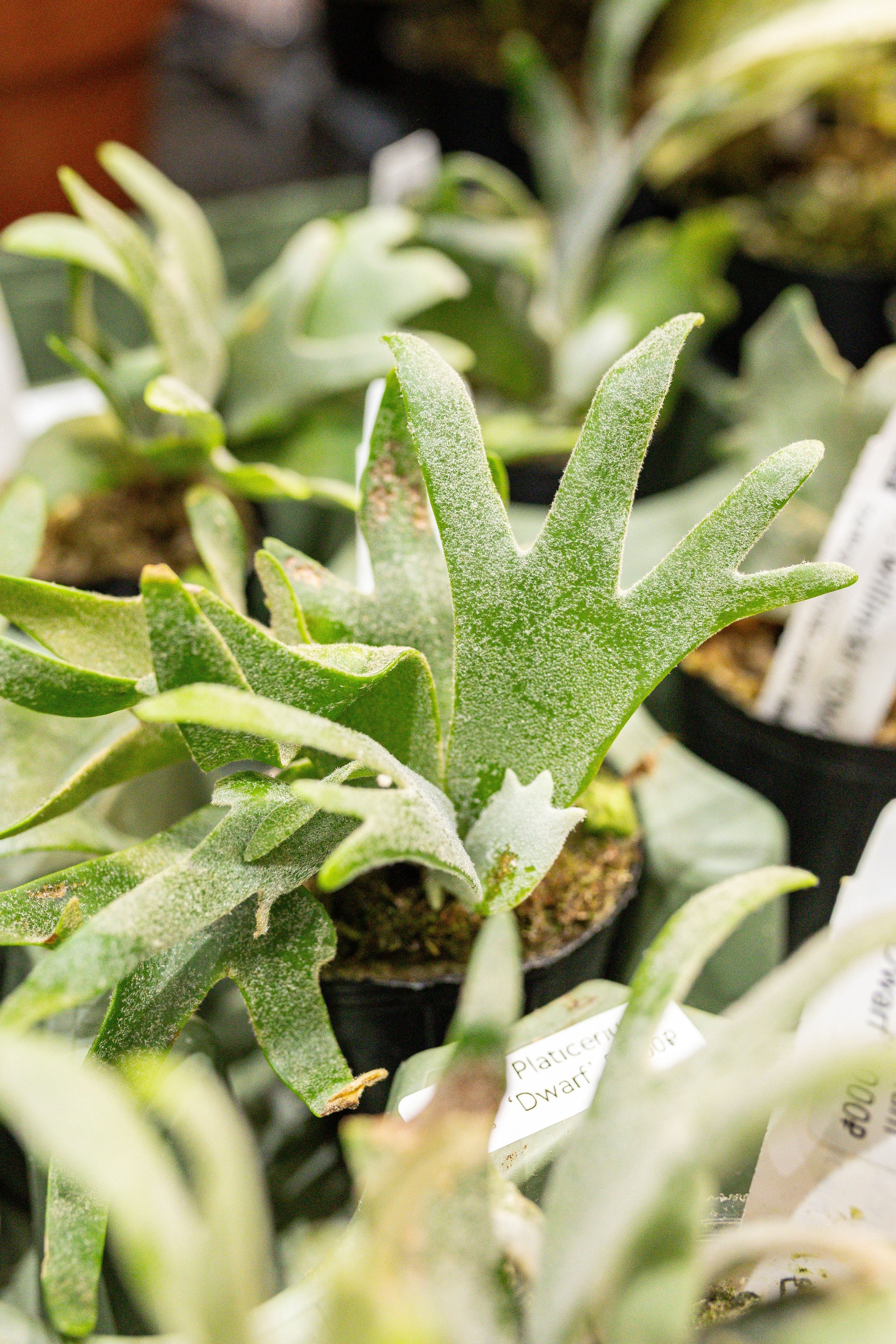 Монстериум 11–12 октября. Александра Куликова фотограф, Москва