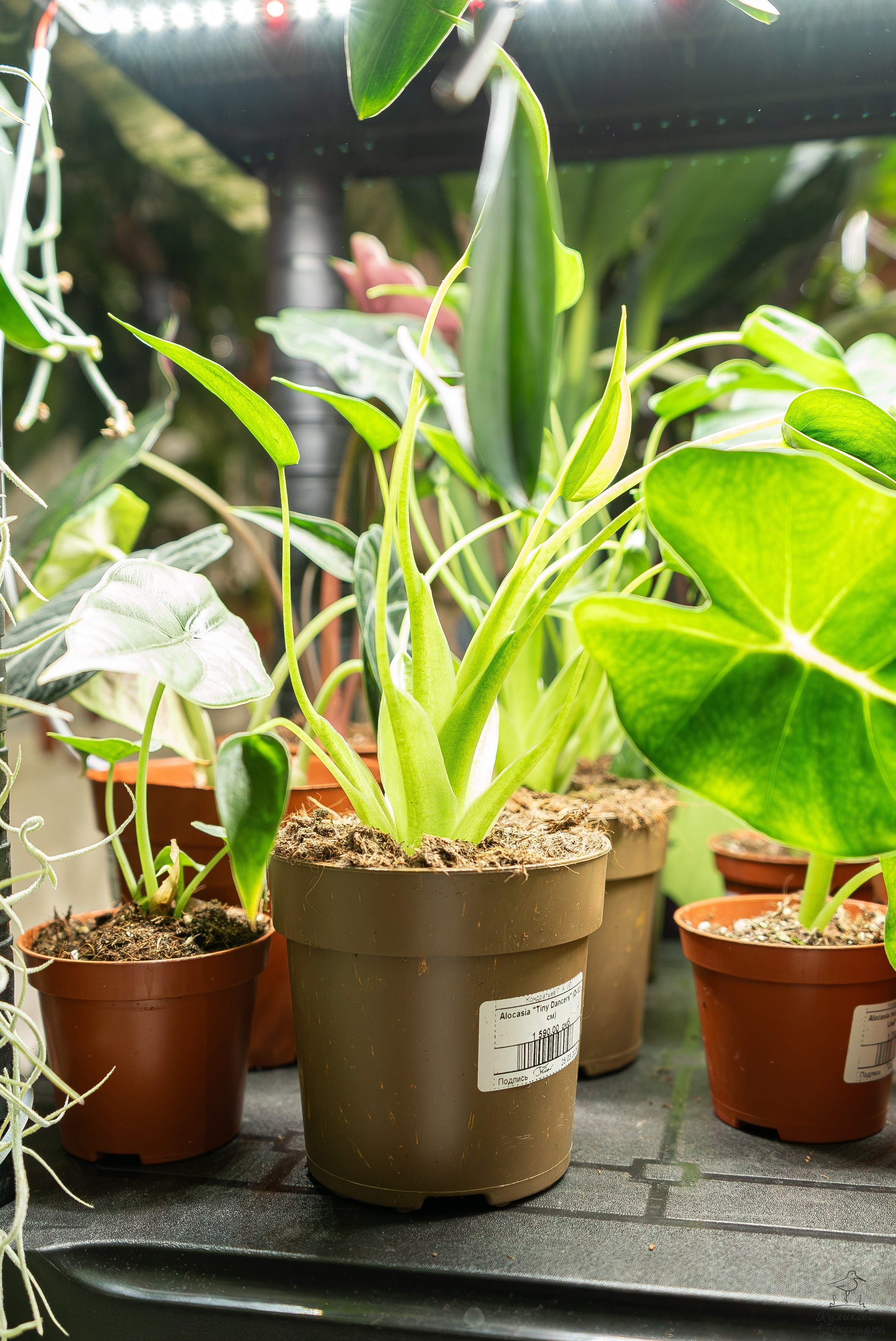 Гроубокс Артплей апрель. Александра Куликова фотограф, Москва