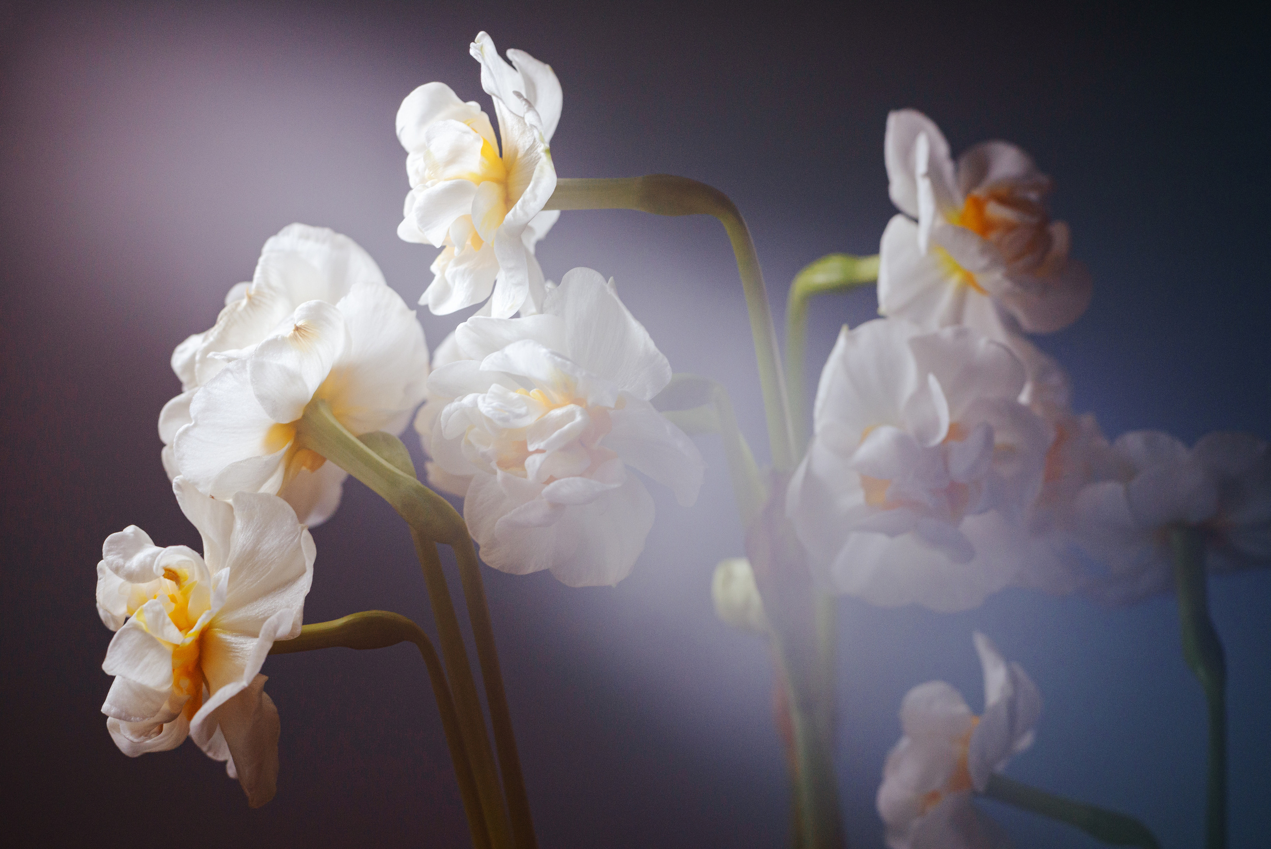 Фотограф в Санкт-Петербурге Юлия Стехова