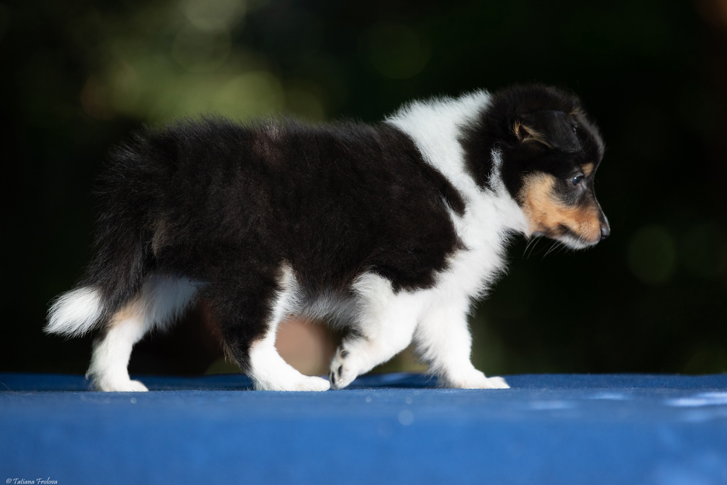 Фото помета щенков для продажи. Фотограф-анималист в Москве и Московской области Татьяна Фролова