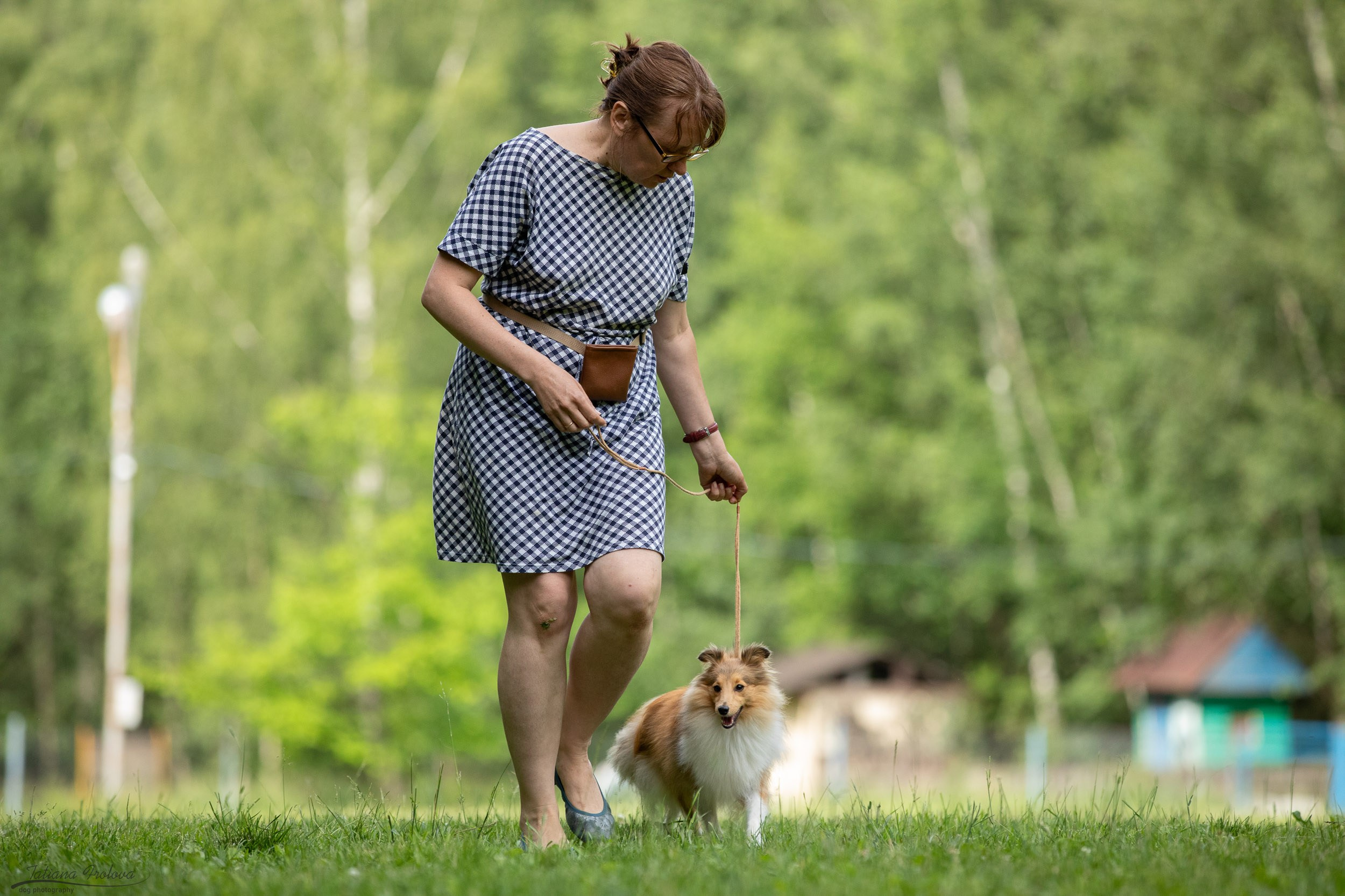 Репортаж с выводки молодняка колли/шелти в Ясенево. Фотограф-анималист в Москве и Московской области Татьяна Фролова