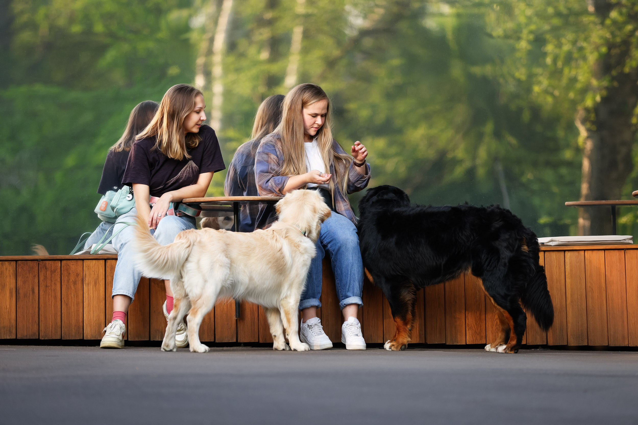 Фотопрогулка для четырех человек с собаками. Фотограф-анималист в Москве и Московской области Татьяна Фролова