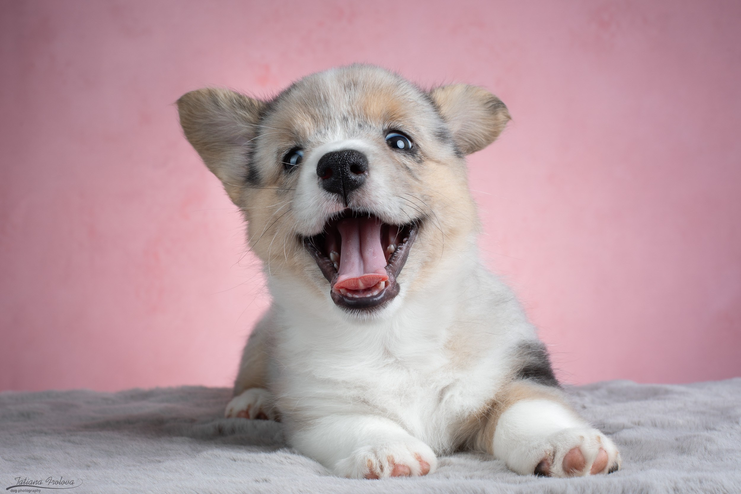 Съемка щенков на розовом фоне. Фотограф-анималист в Москве и Московской области Татьяна Фролова