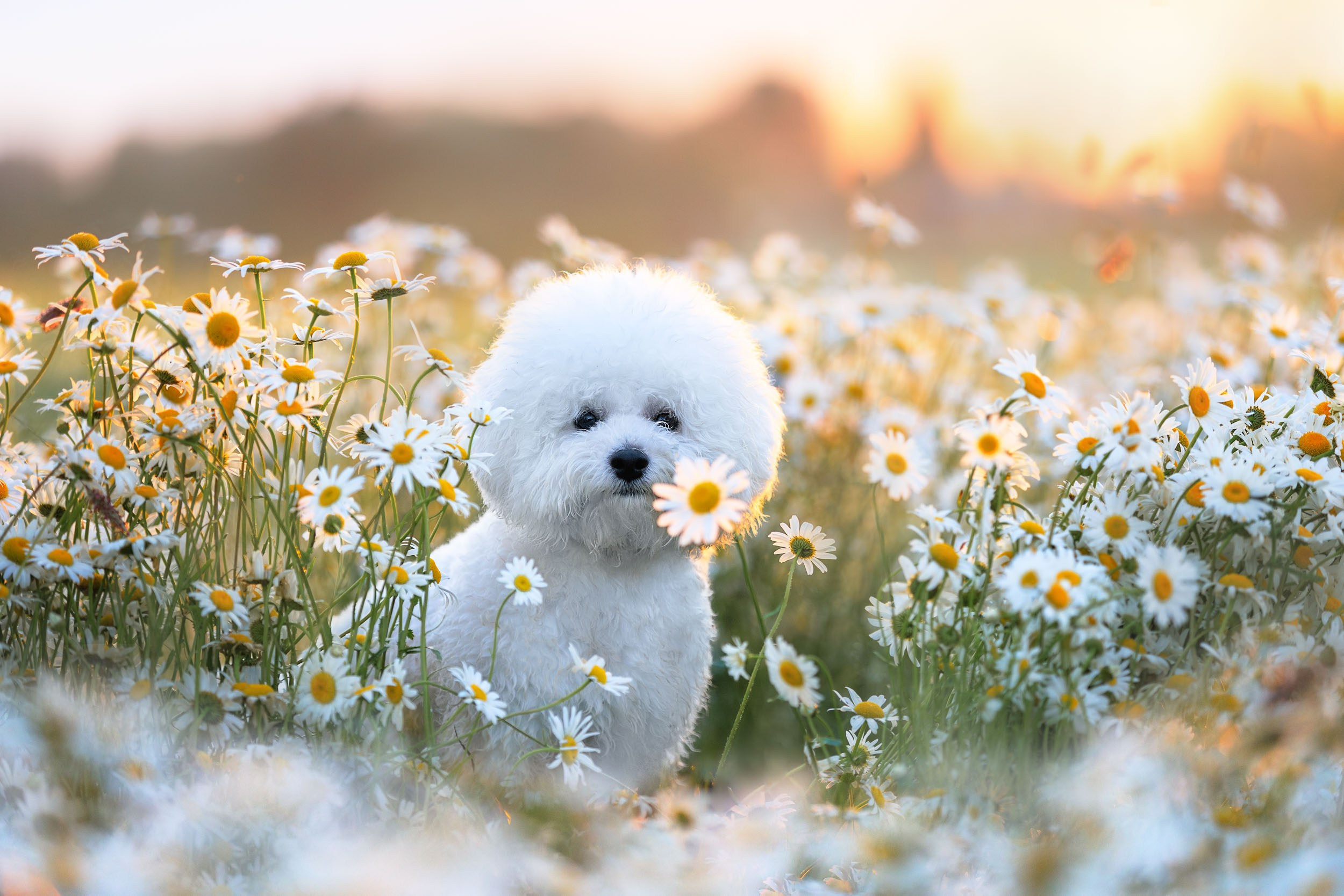 Фотограф-анималист в Москве и Московской области Татьяна Фролова