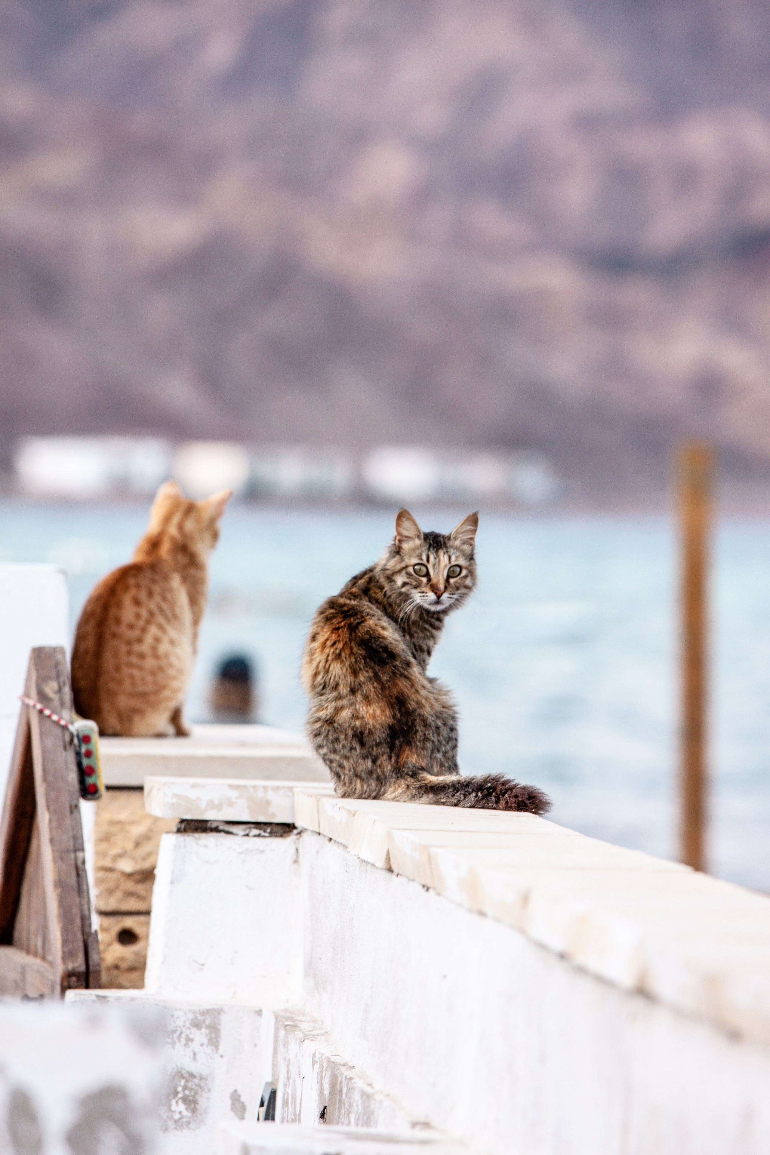 Рубрика Котиков. Дария Галямова — фотограф: открытый, творческий, коммерческий