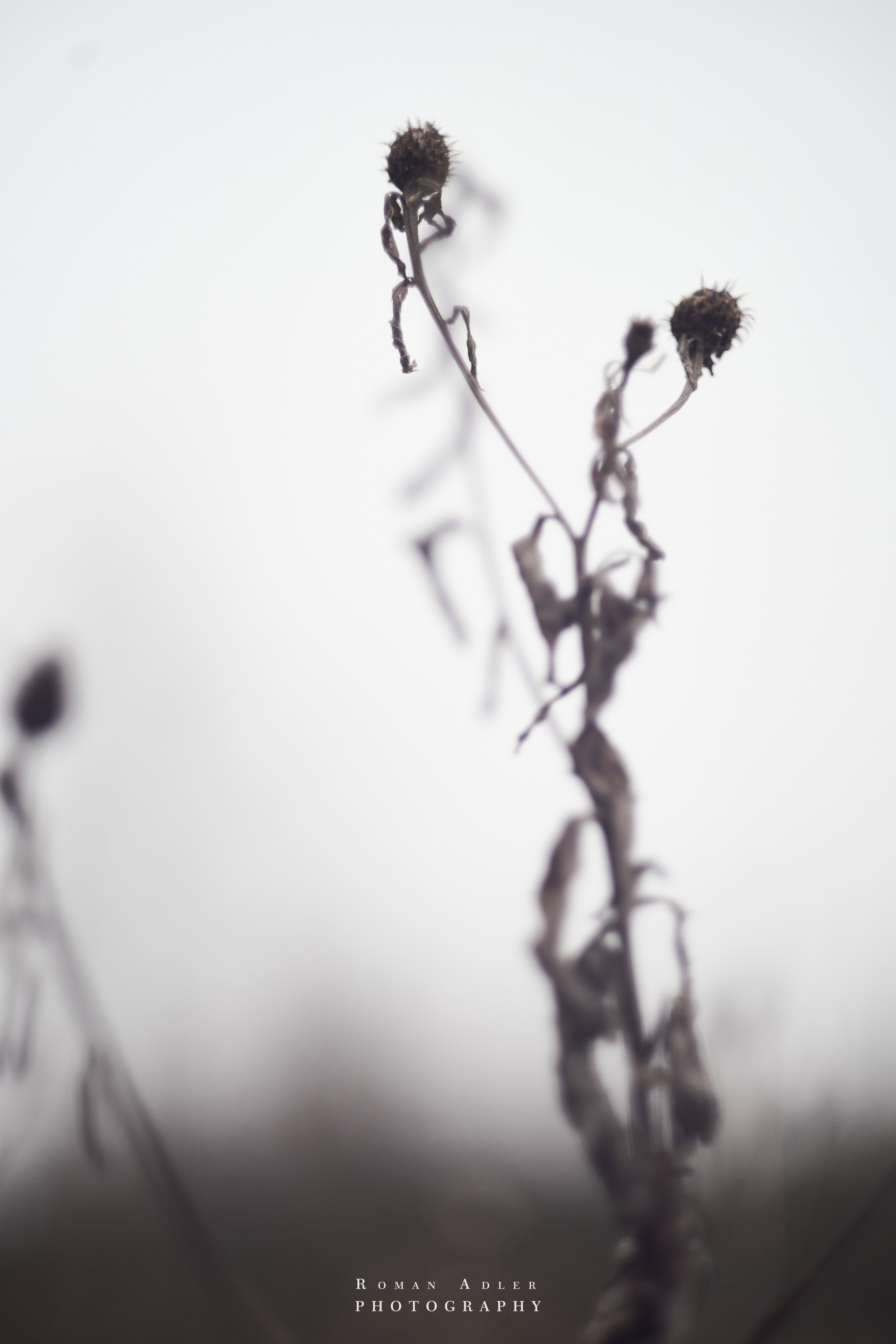 Февральский лес. Фотограф Роман Адлер