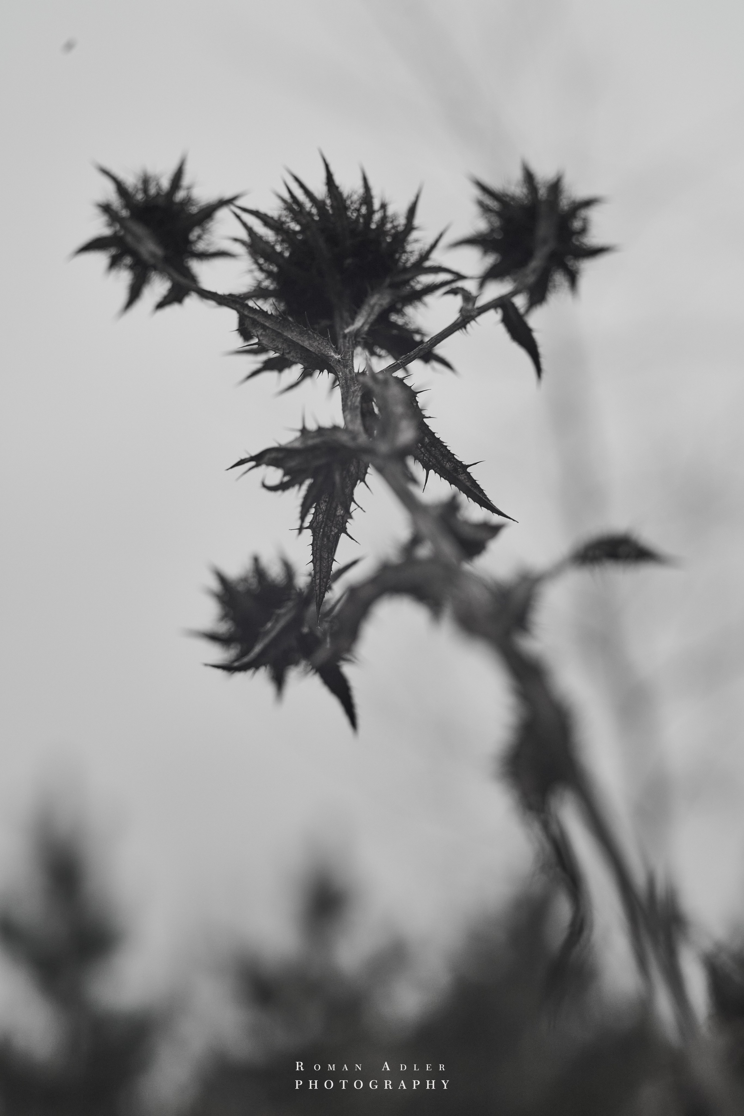 Февральский лес. Фотограф Роман Адлер