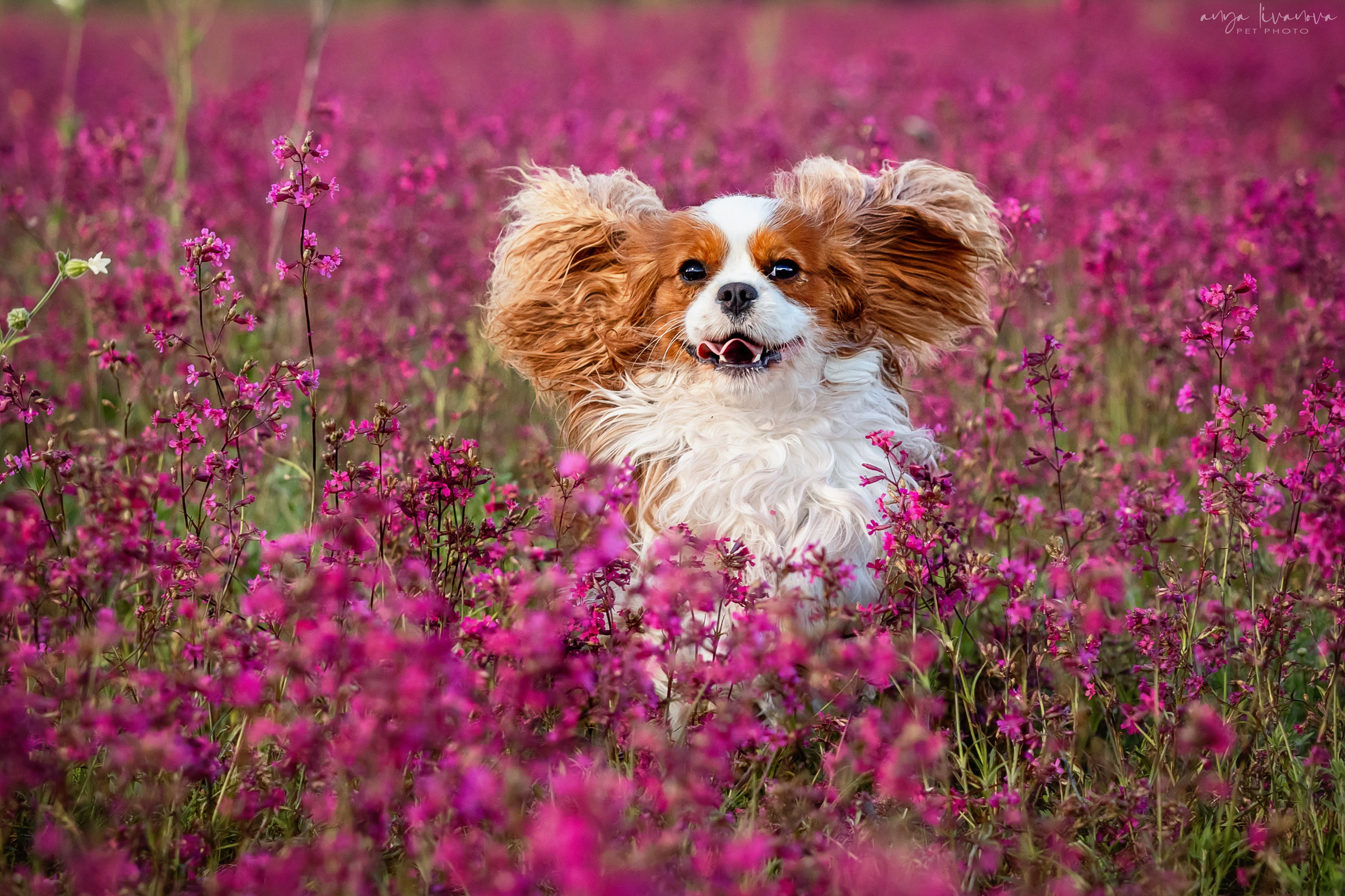 Смолка клейкая. Фотограф анималист Аня Ливанова | Рыбинск