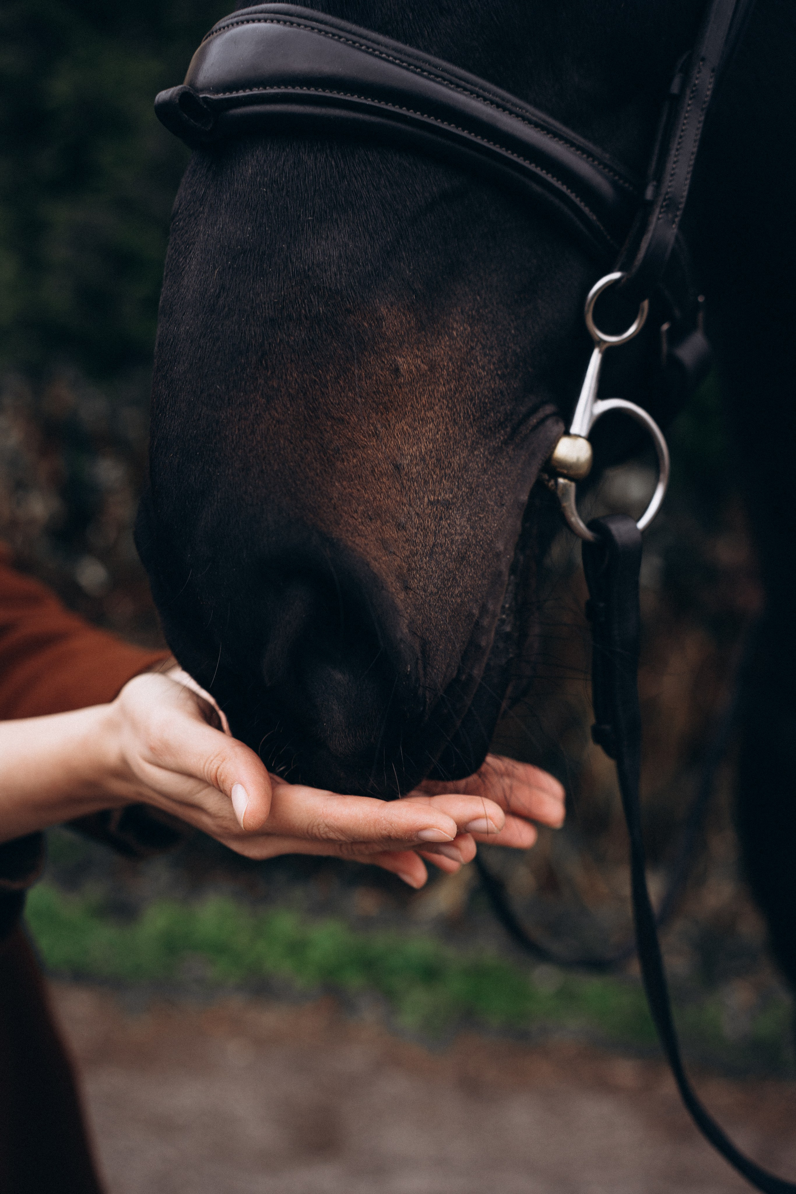 Фотосессия с лошадьми. Фотограф Новорожденных в Москве. Семейные истории в стиле LIFE