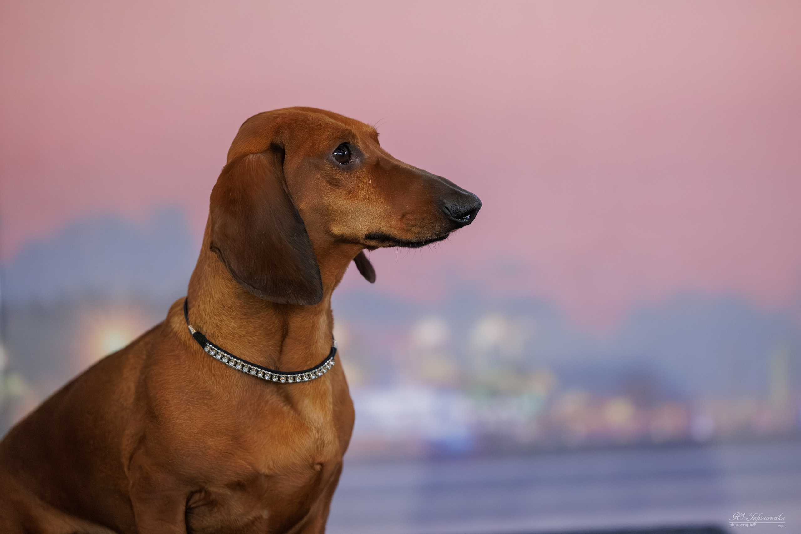 Батуми 3хCACIB 27-29.06.2025. Фотограф-анималист Юлия Германика