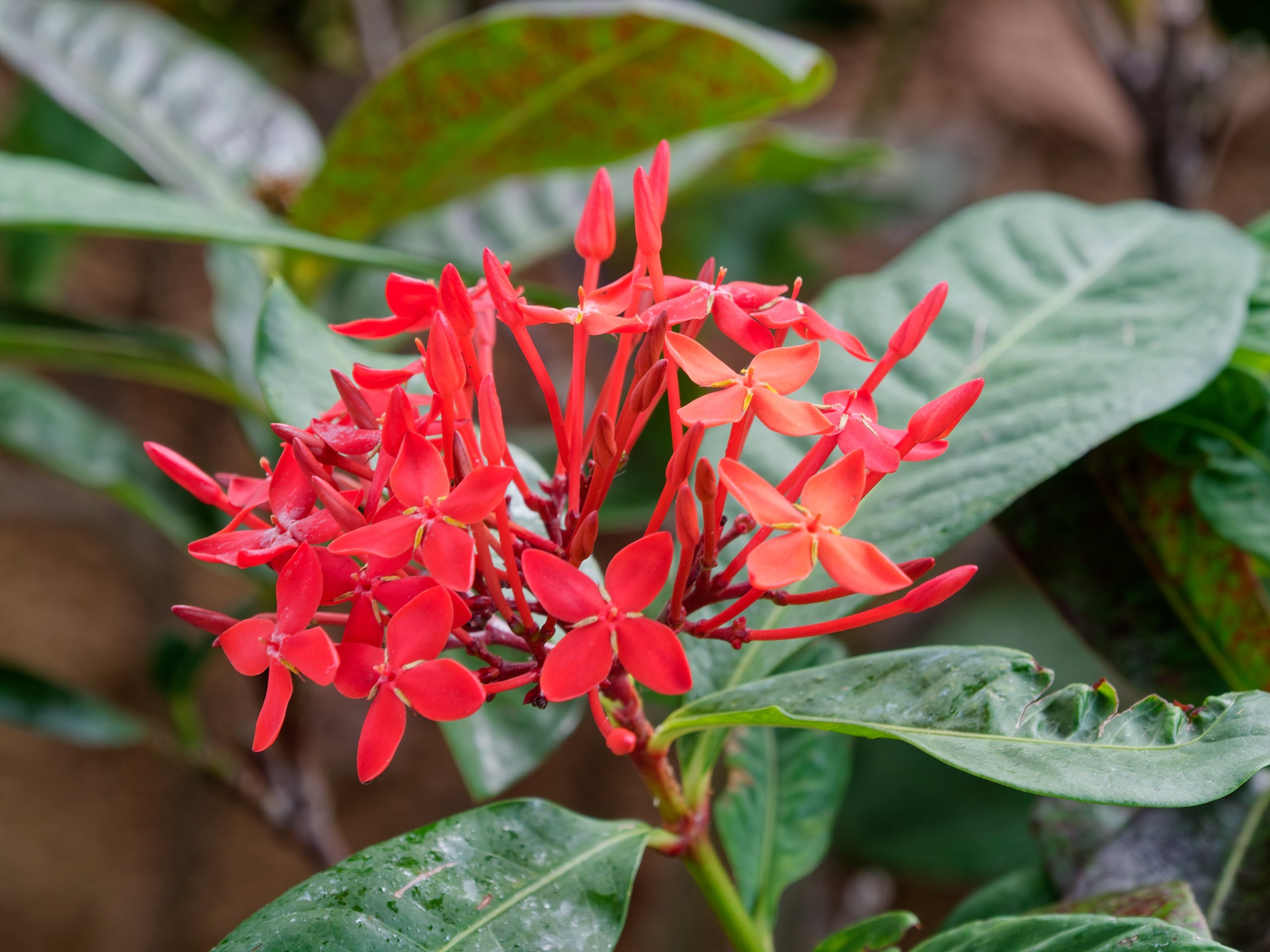 Хайнань 2026, флора, цветы и деревья. Фотопрогулки по Миру