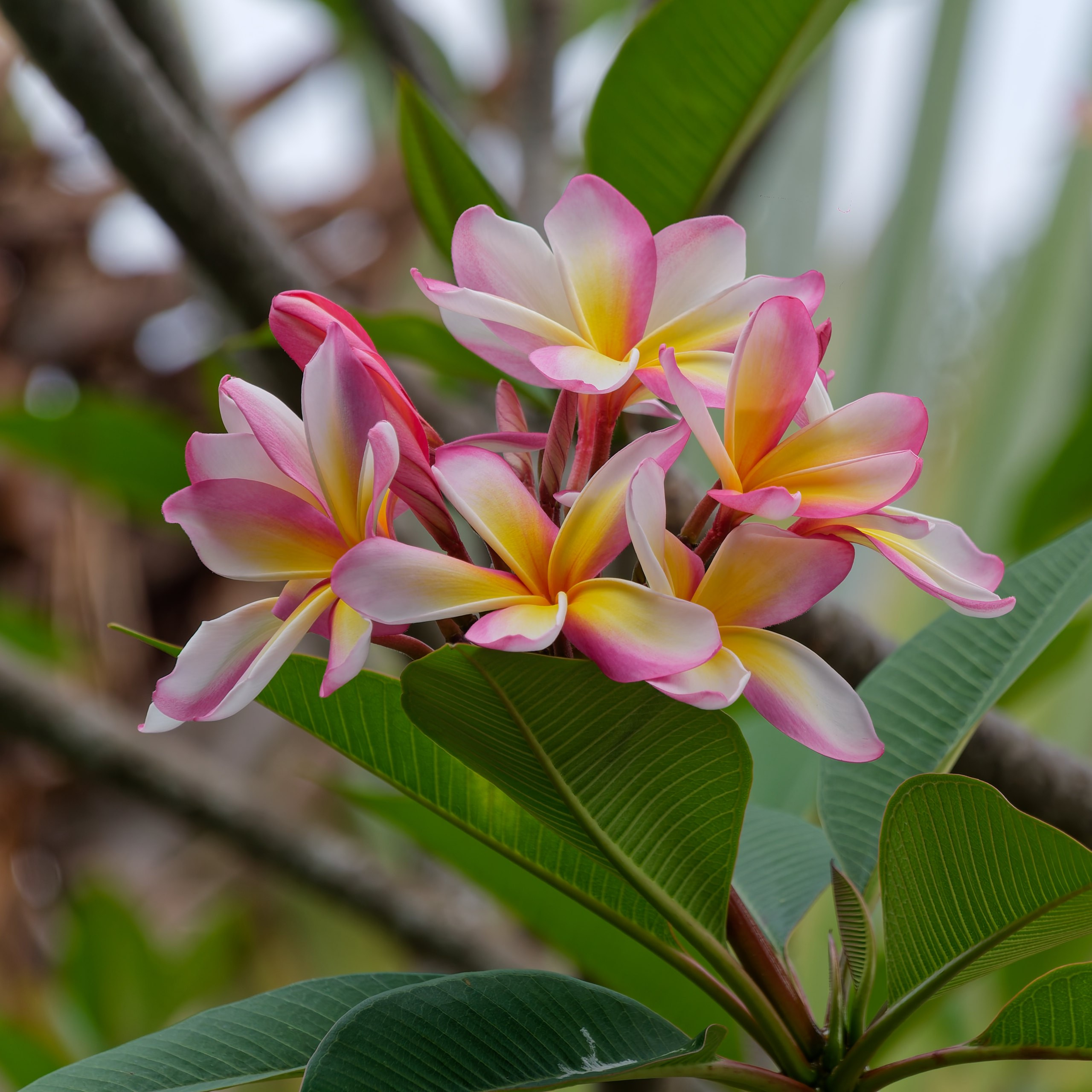 Хайнань 2026, флора, цветы и деревья. Фотопрогулки по Миру