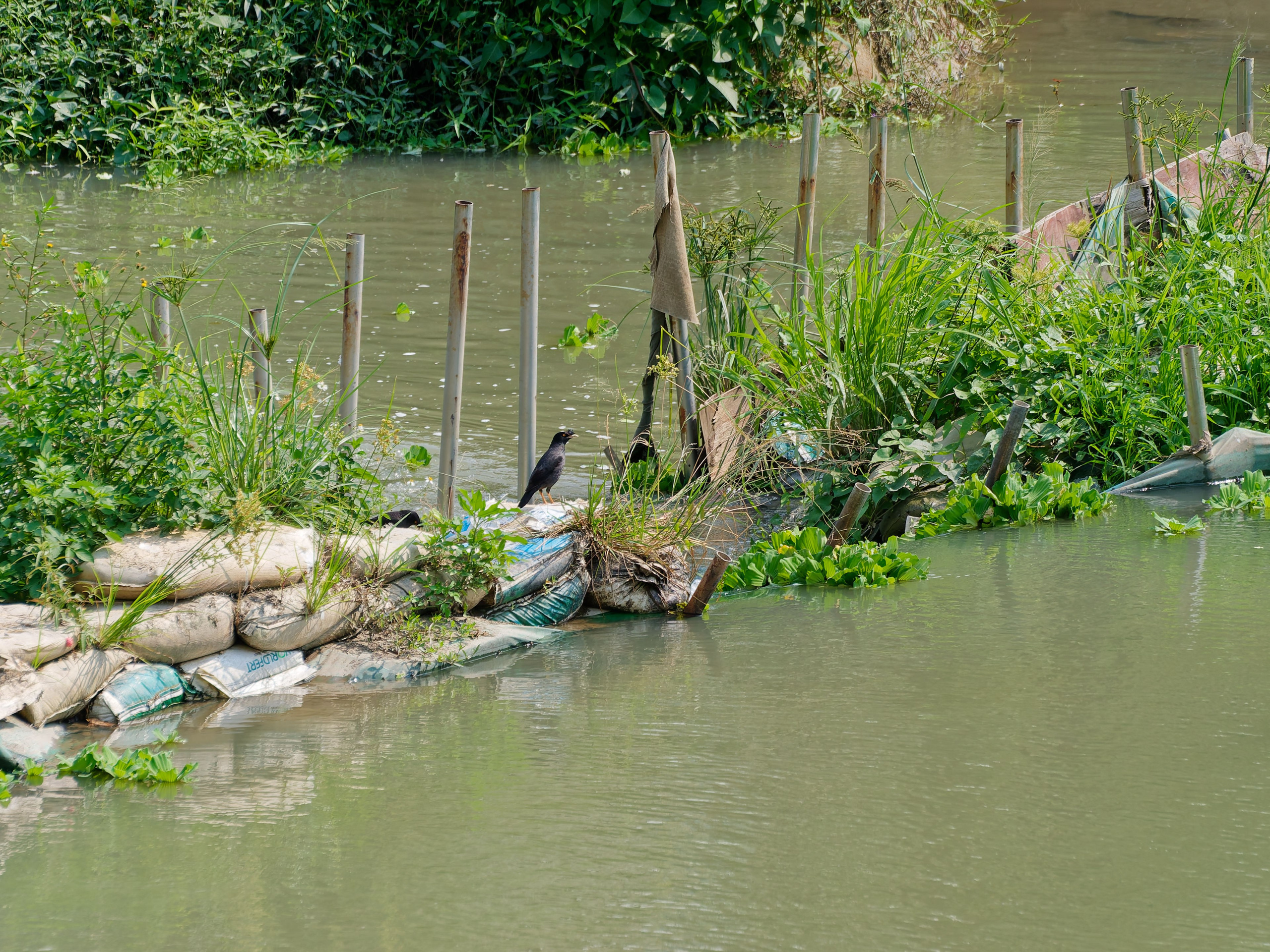 Хайнань 2026, птицы острова. Фотопрогулки по Миру