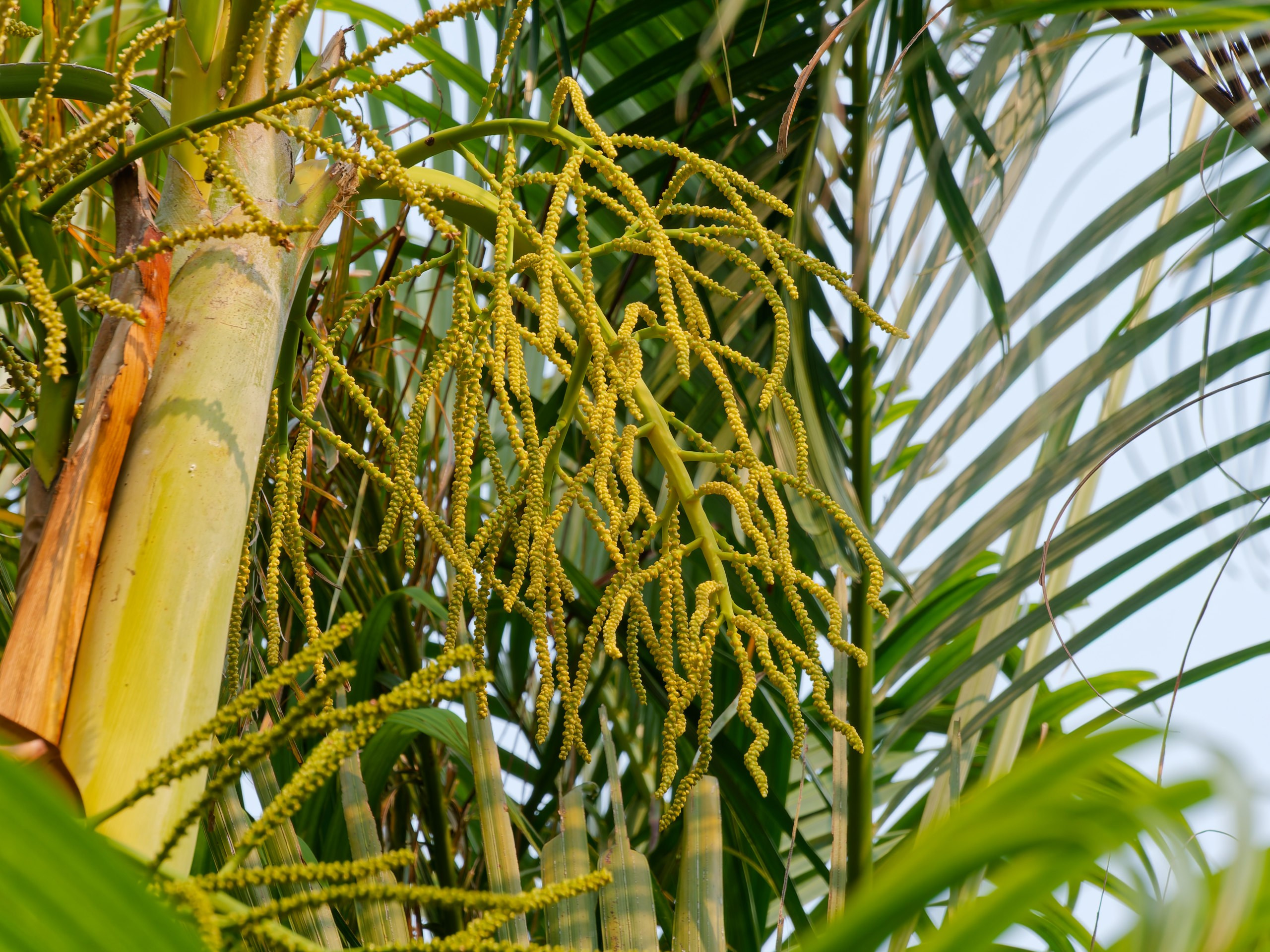 Хайнань 2026, флора, цветы и деревья. Фотопрогулки по Миру