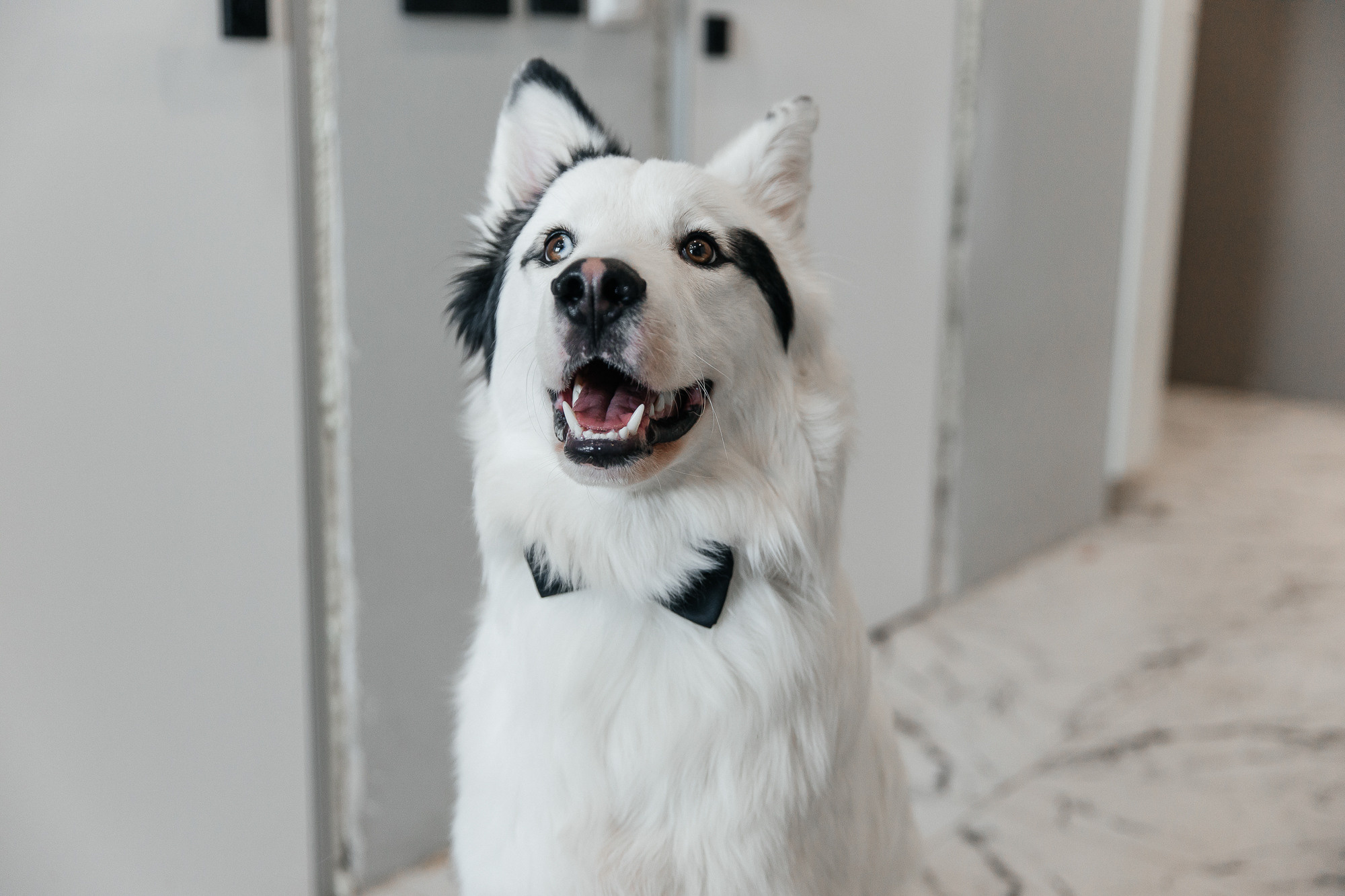 Ник и Таисия (2 марта 2022). Свадебный и семейный фотограф Крамар Наталья