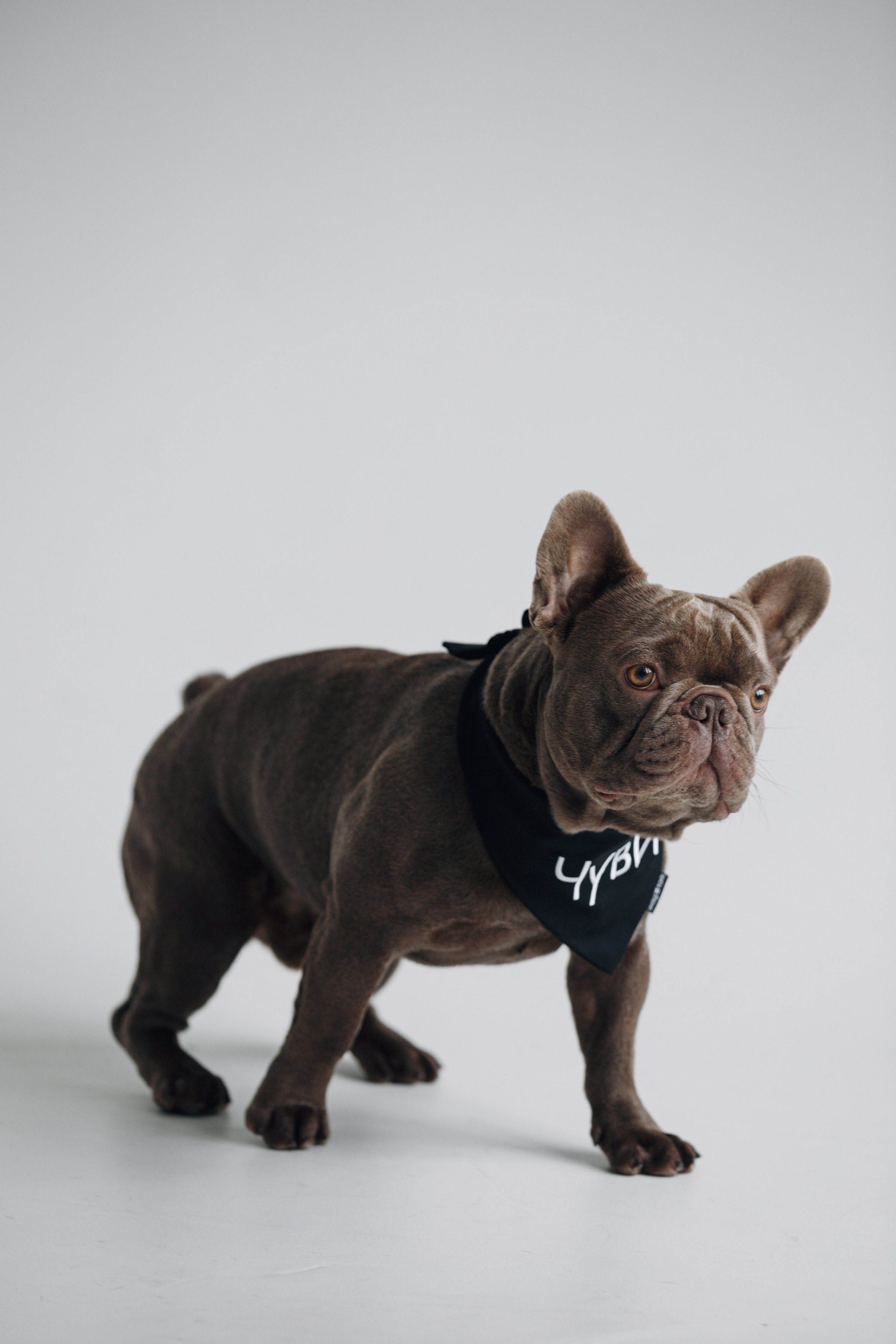 Wag'n'tails аксессуары для животных. Фотограф анималист Кристина Карпова, Москва