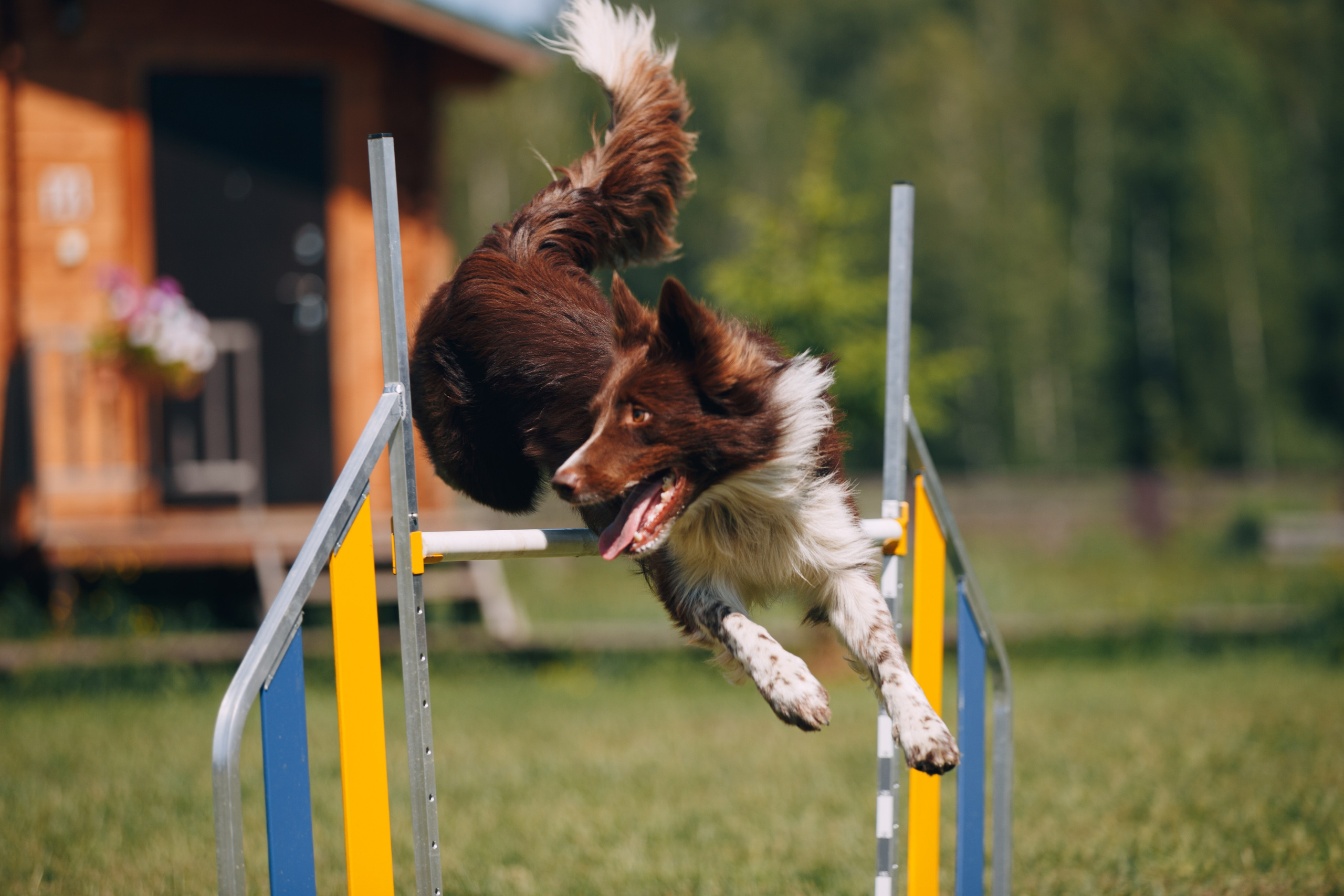 Кинологический лагерь в Горыныче. Фотограф анималист Кристина Карпова, Москва