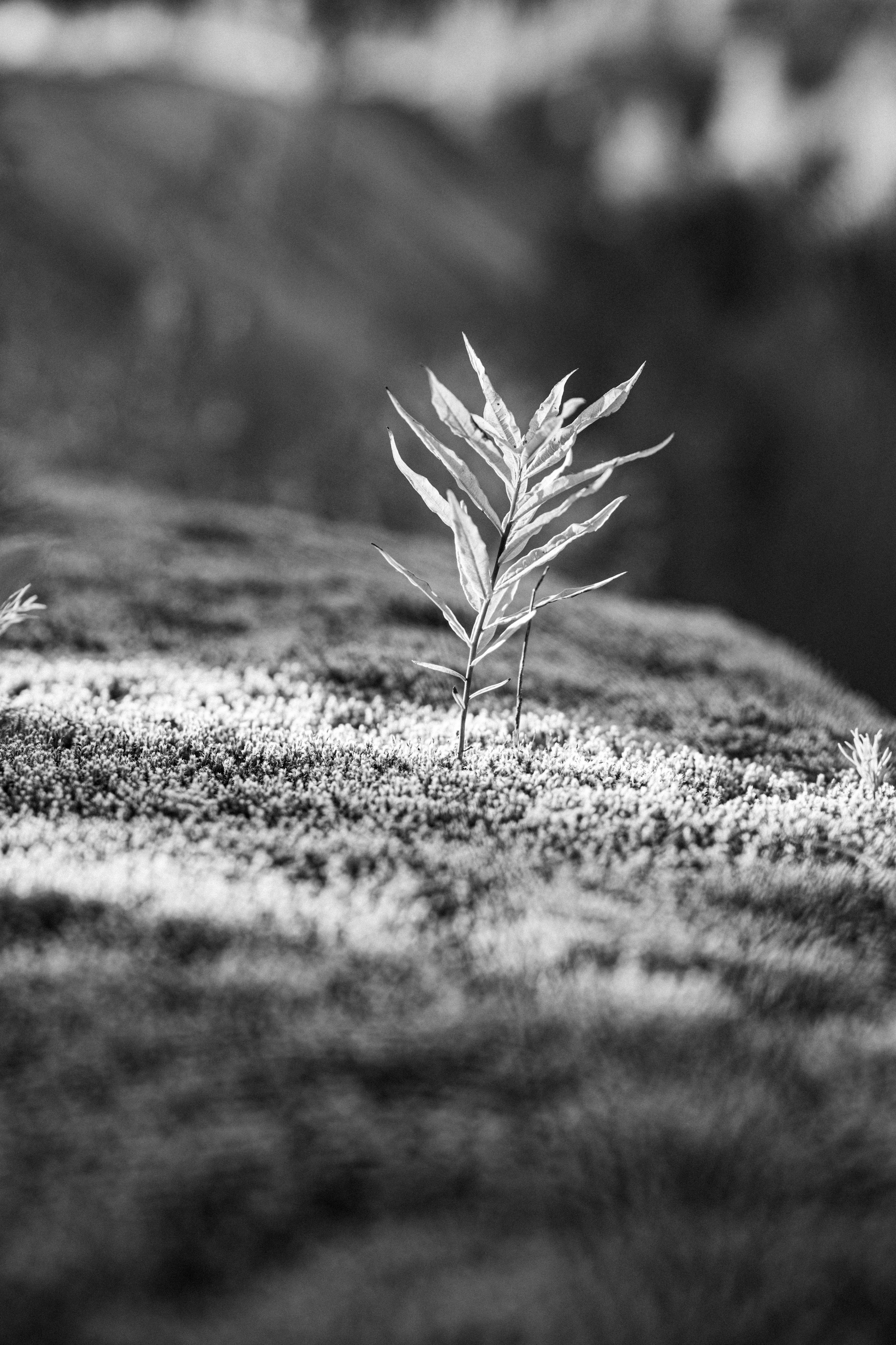 Сказка (кино) день третий. Фотограф/видеограф в Санкт-Петербурге Динара Гольдина