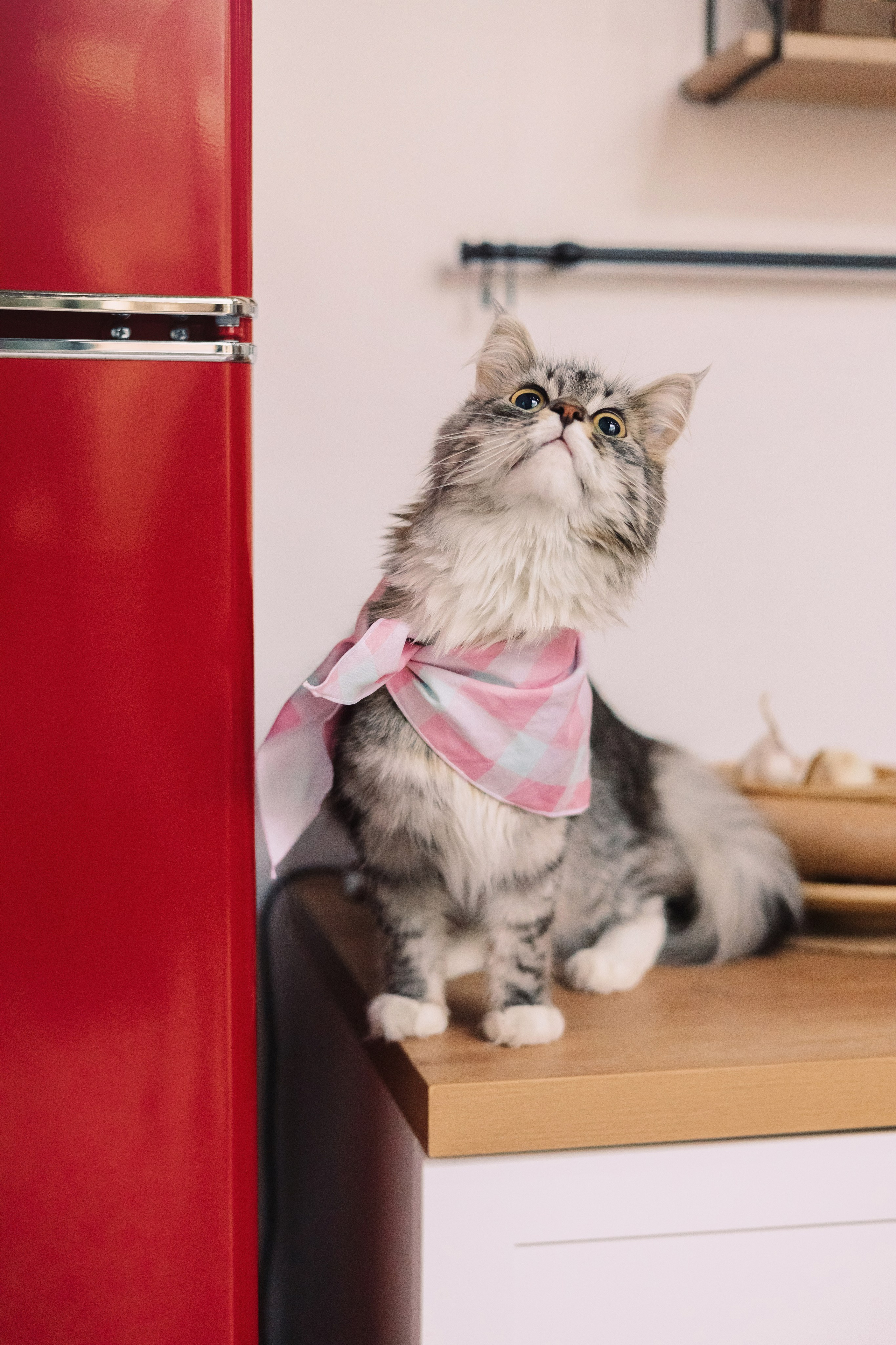 Магазин Friend of mine. Фотограф-анималист Елена Радченко, Москва