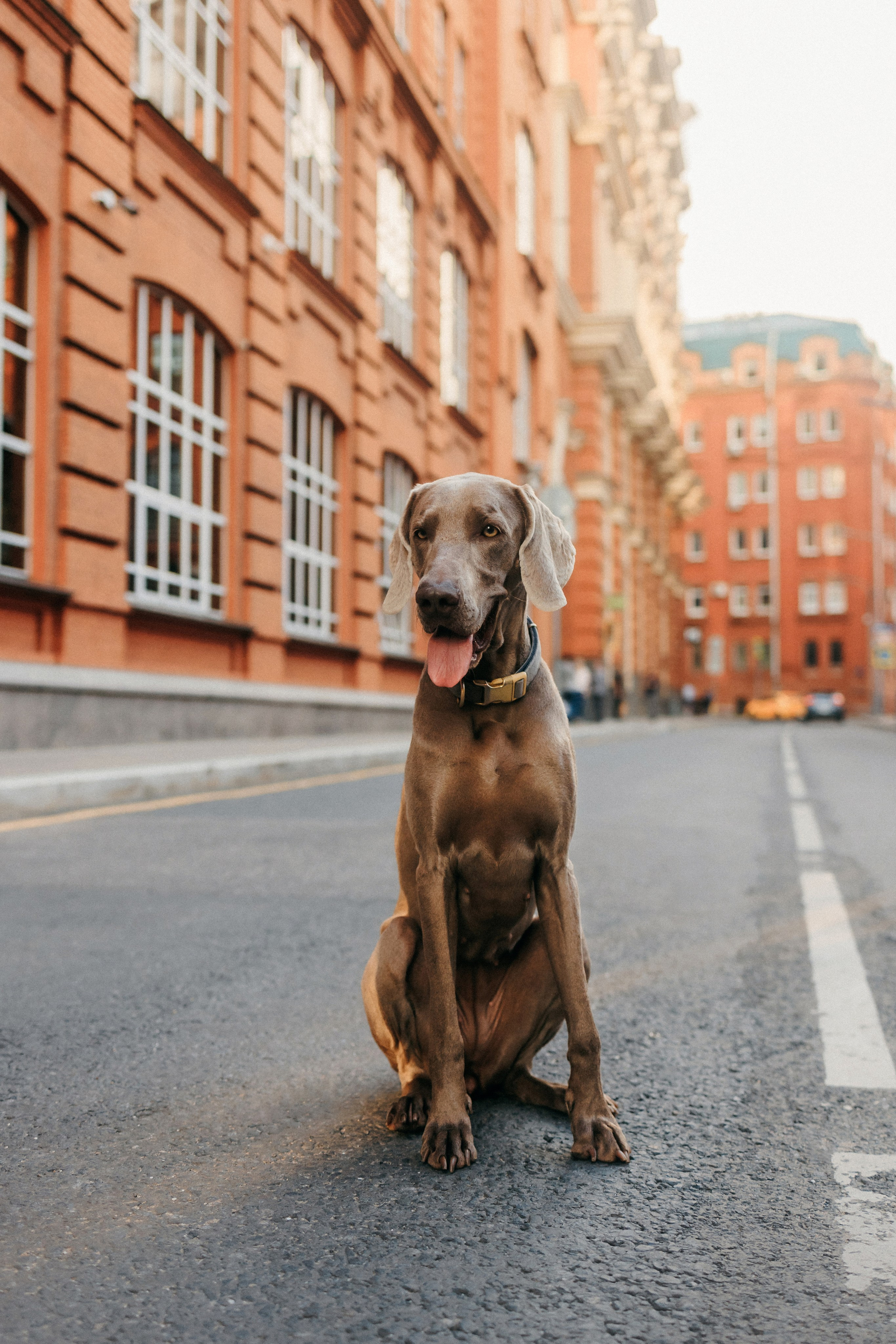 Соня и Майли. Фотограф-анималист Елена Радченко, Москва