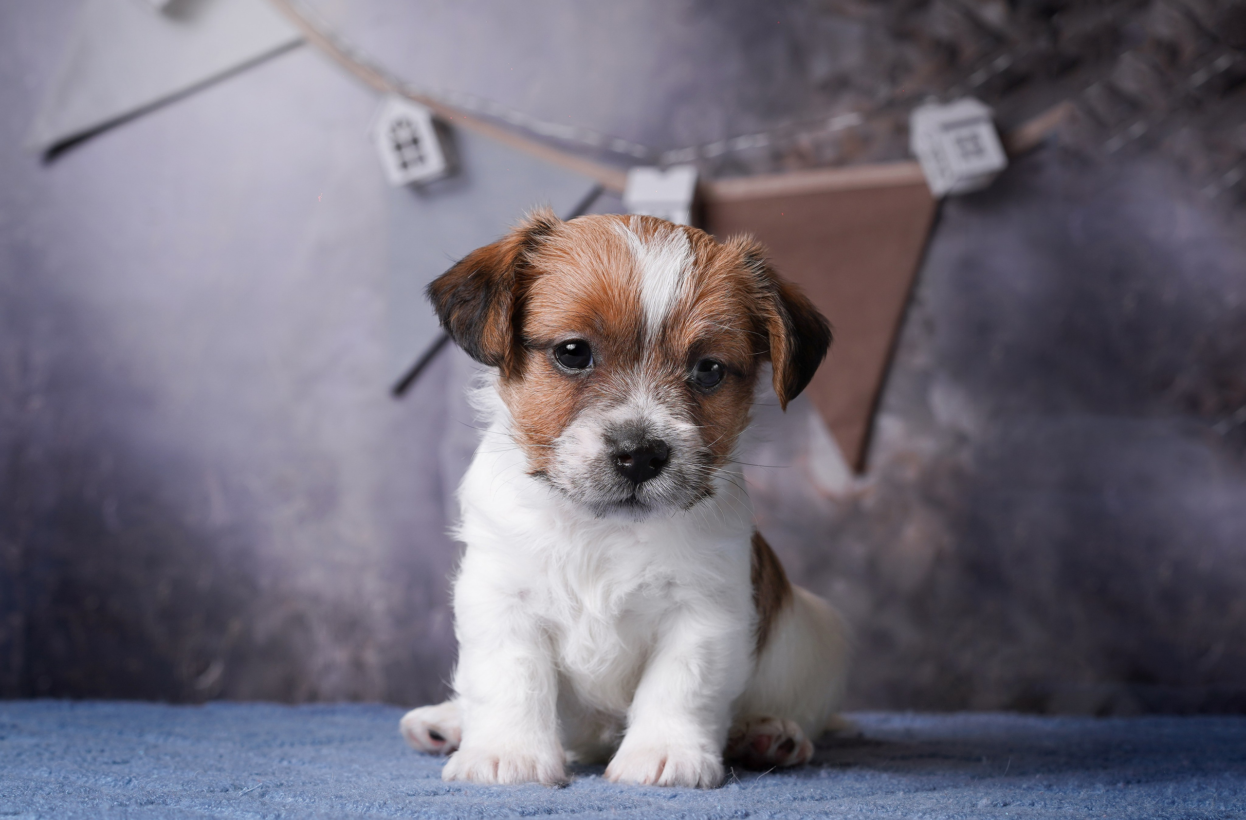 Щенули джек-рассела. Фотограф-анималист в Санкт-Петербурге Яна Мартынова