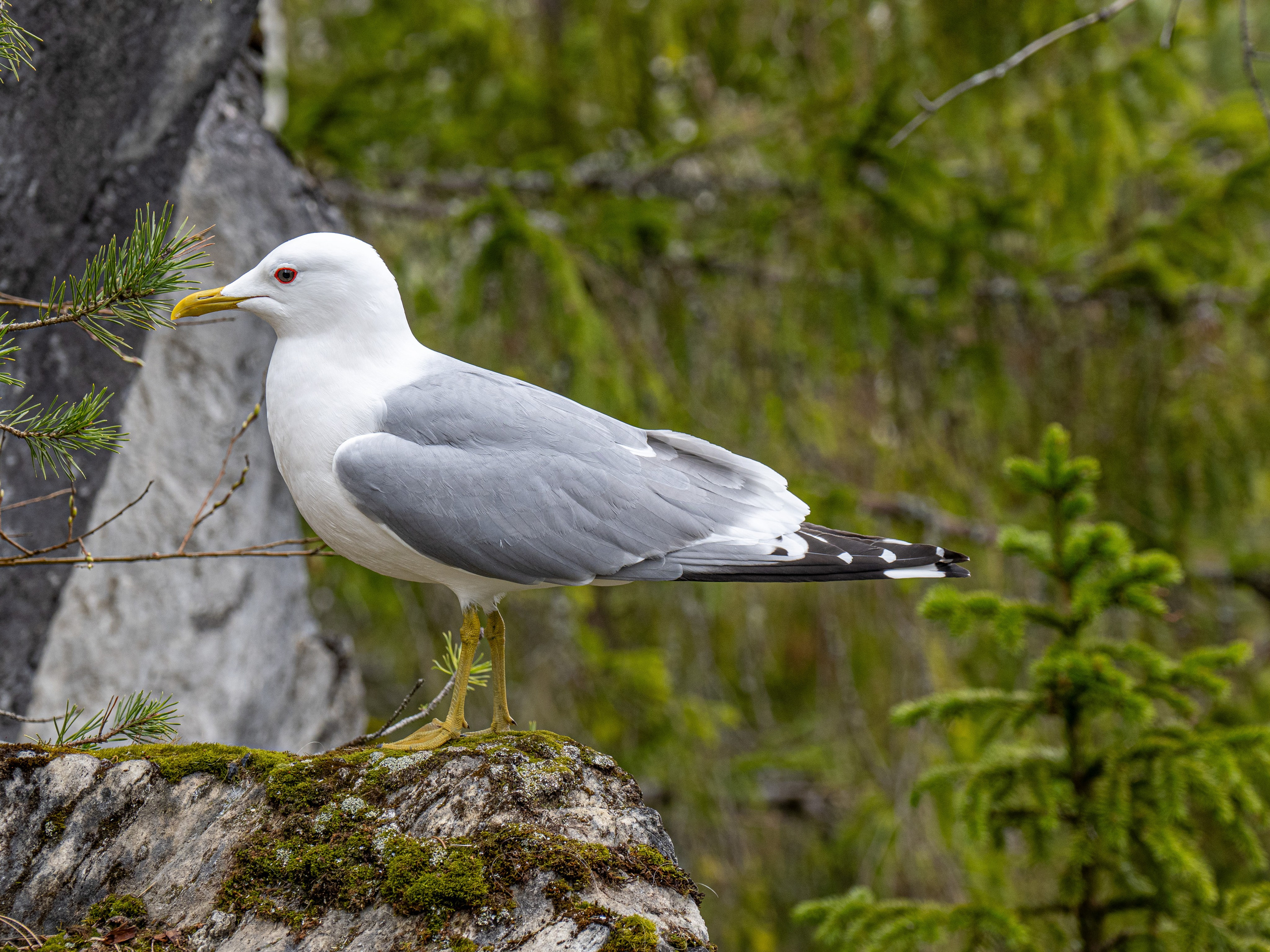 Кронштадт-Сортавала-Валаам-Выборг. Творческие сьемки