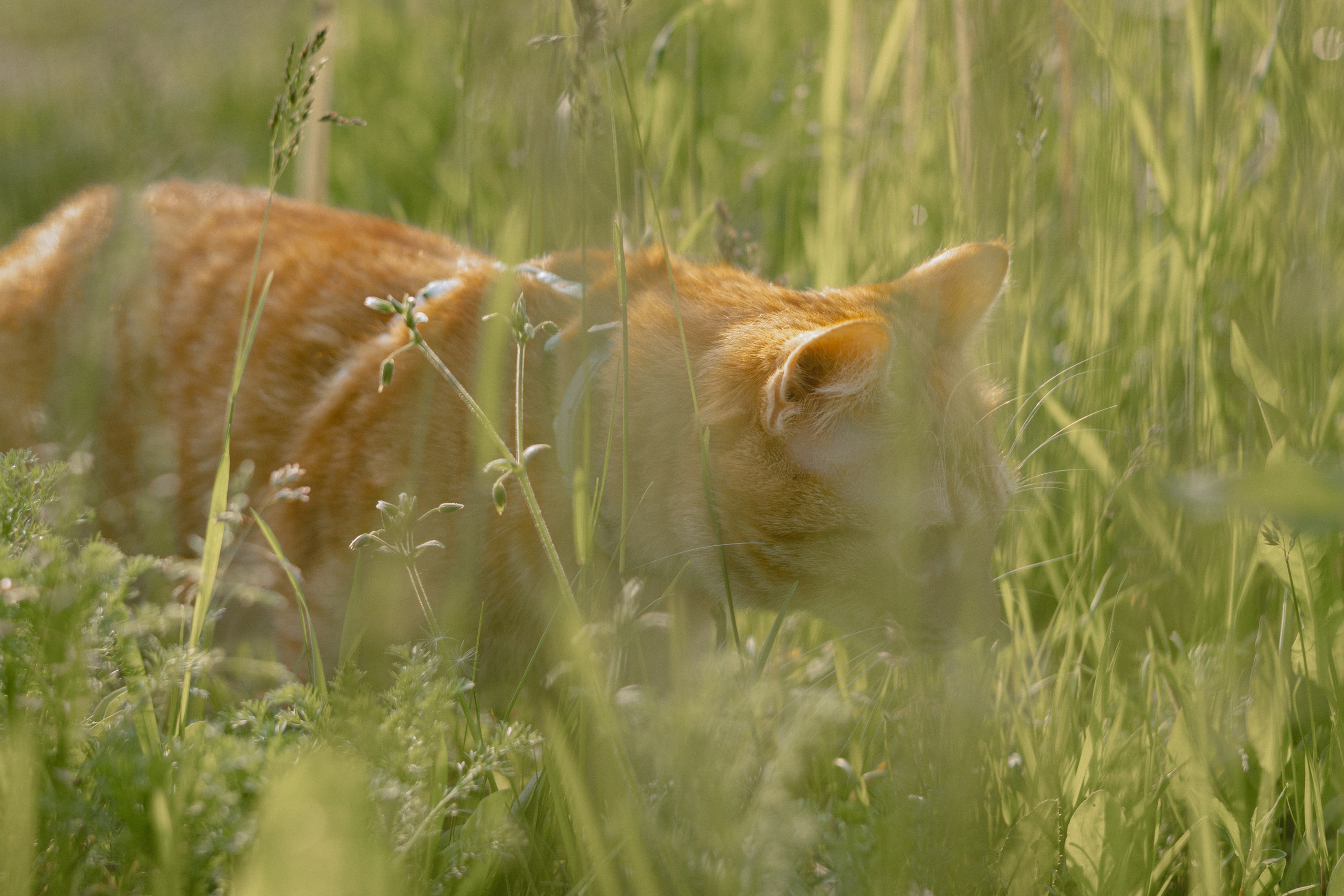 Макс и его семья. Фотограф — анималист •love-story•|Санкт-Петербург