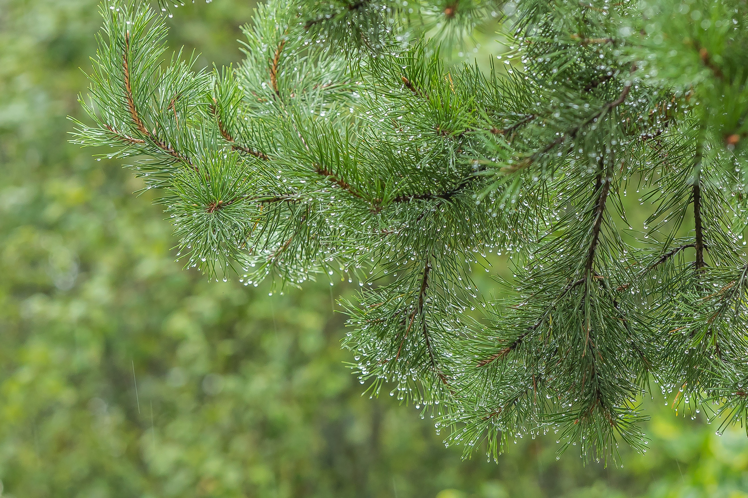 Природа. Фотограф Владимир Охрименко