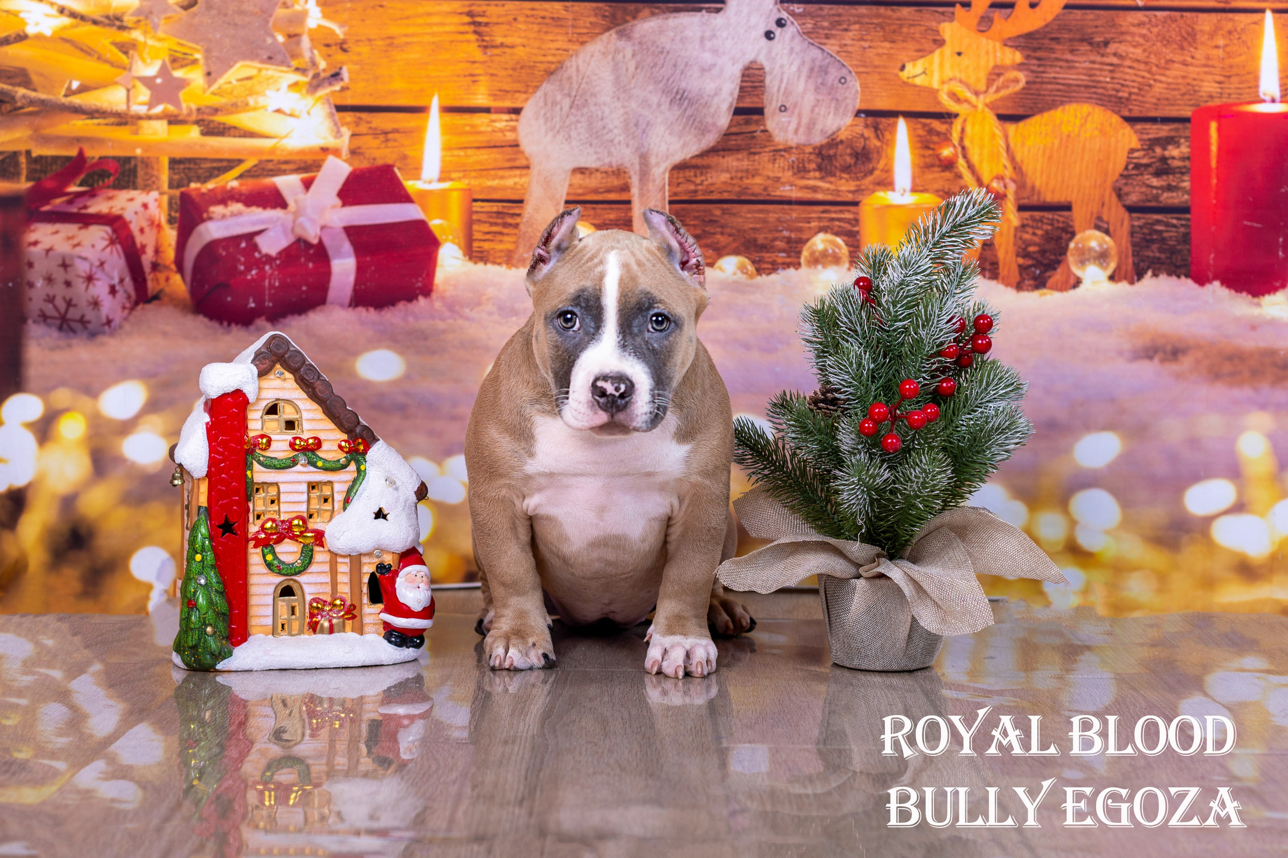 Американский булли!. Фотограф 📸 семейный, предметный, репортажный