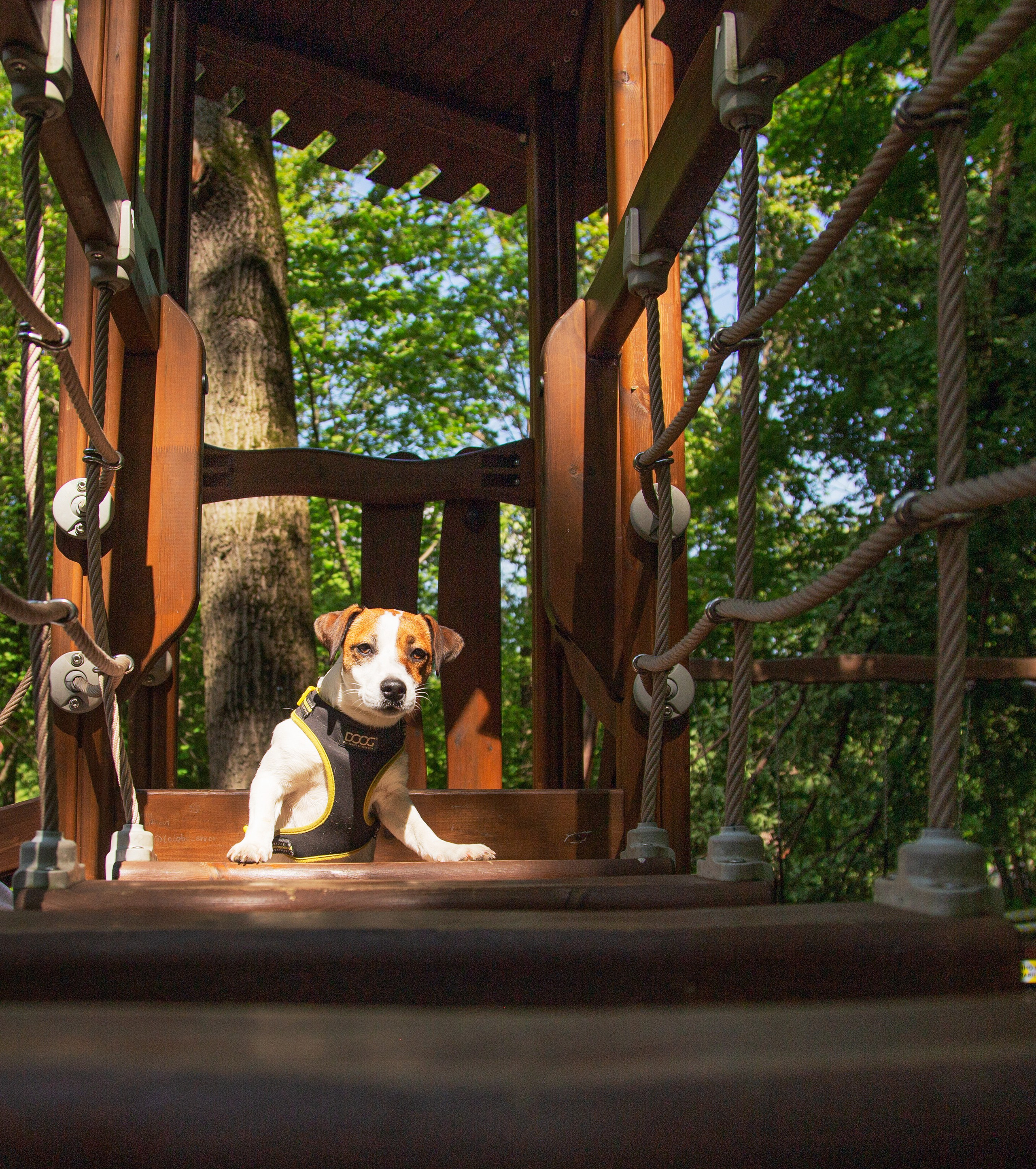 Питомцы. Фотография, фотопроекты