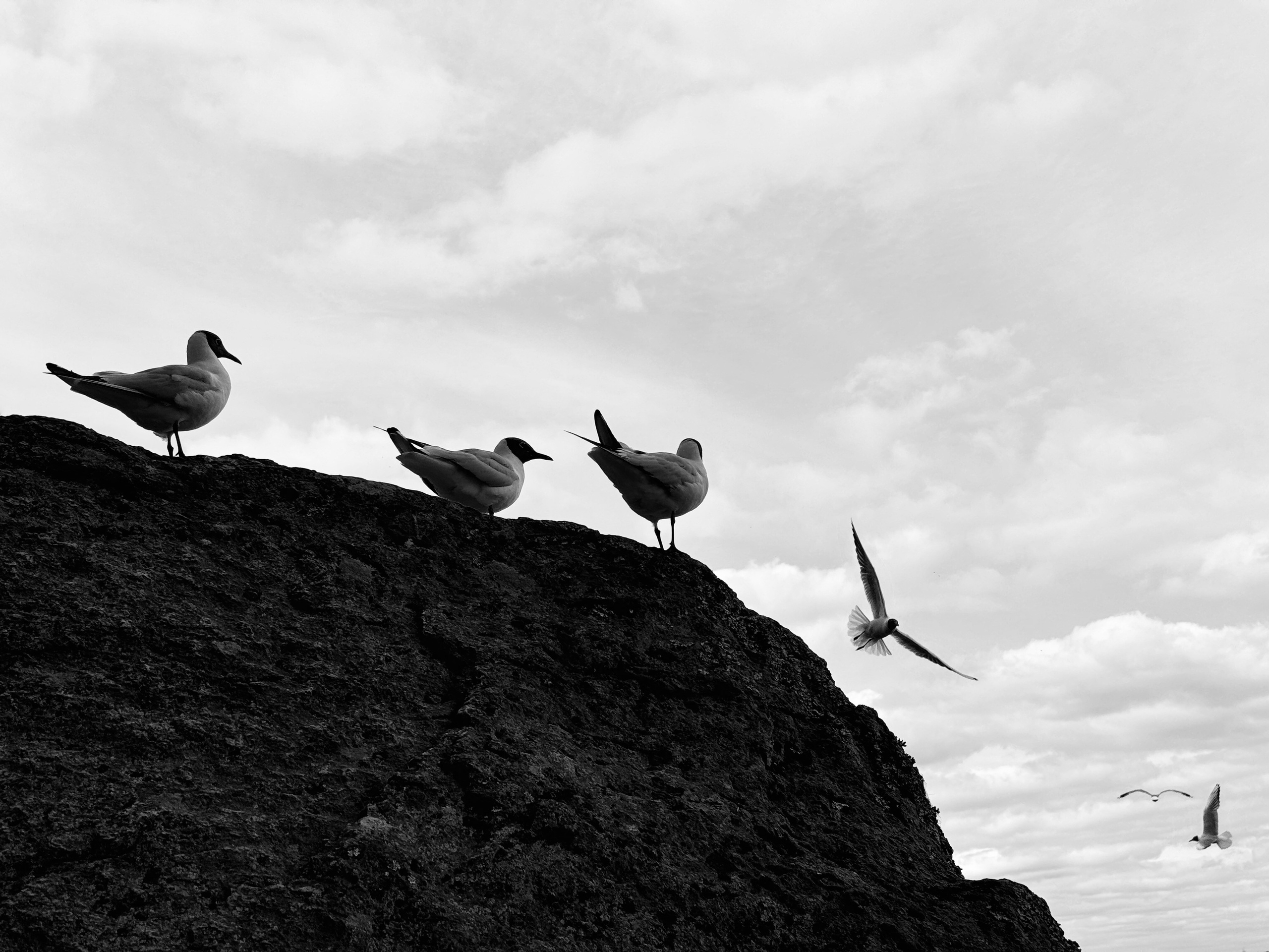 Картинки. Сандра Ковалева | ЧБ фотограф