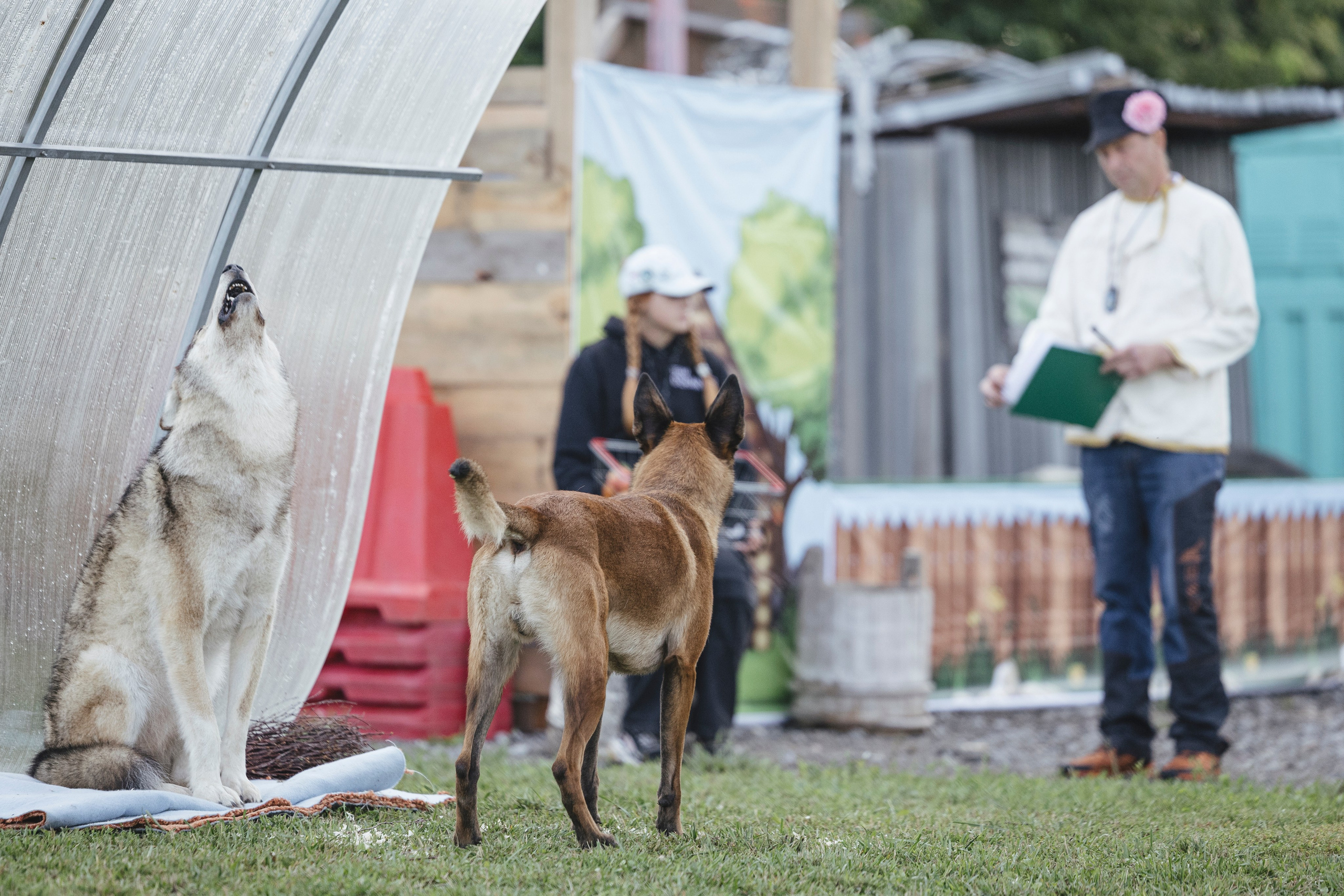 08.08.25-10.08.25 ЧР по мондьорингу г. Вологда. Фотограф-анималист Анна Маринич