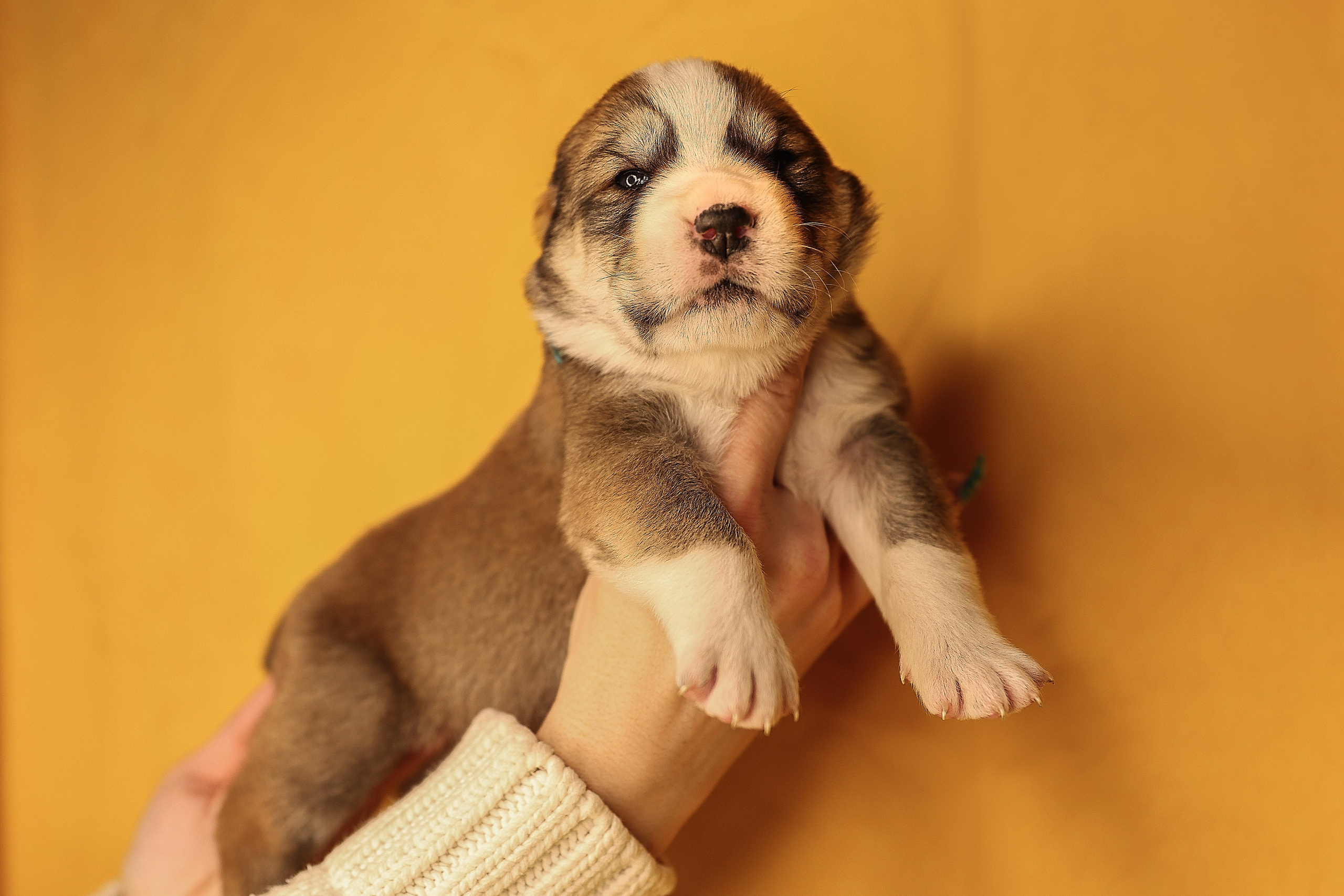 ФОТОССЕСИЯ ЩЕНКОВ. Фотограф-АниМалист Анна Абрамова