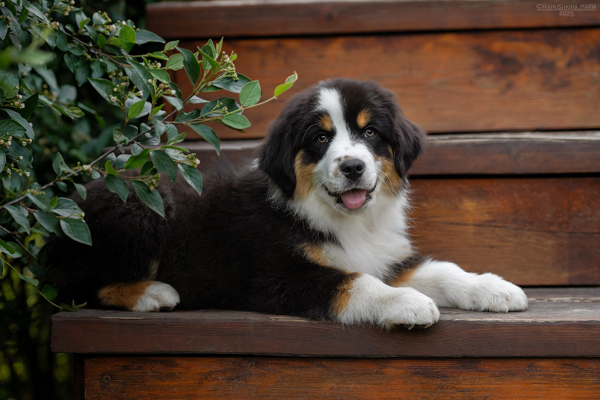 Фотосессия щенков на продажу. Фотограф собак в Москве и Московской области Иванушкина Мария