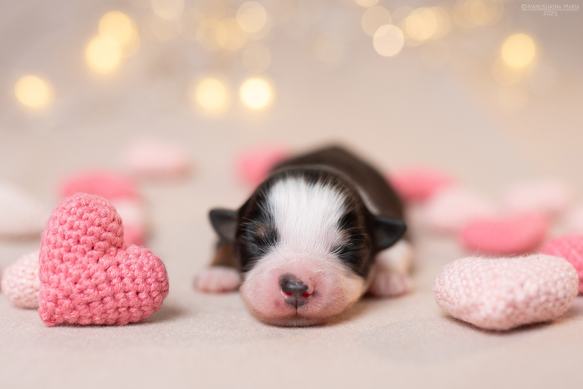 Ньюборн фотосессия щенков. Фотограф собак в Москве и Московской области Иванушкина Мария