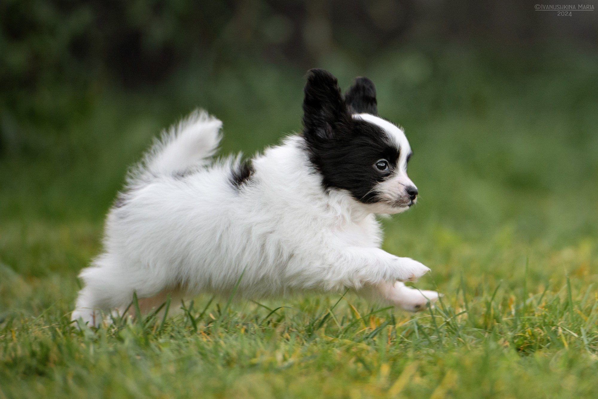 Фотосессия щенков на продажу. Фотограф собак в Москве и Московской области Иванушкина Мария