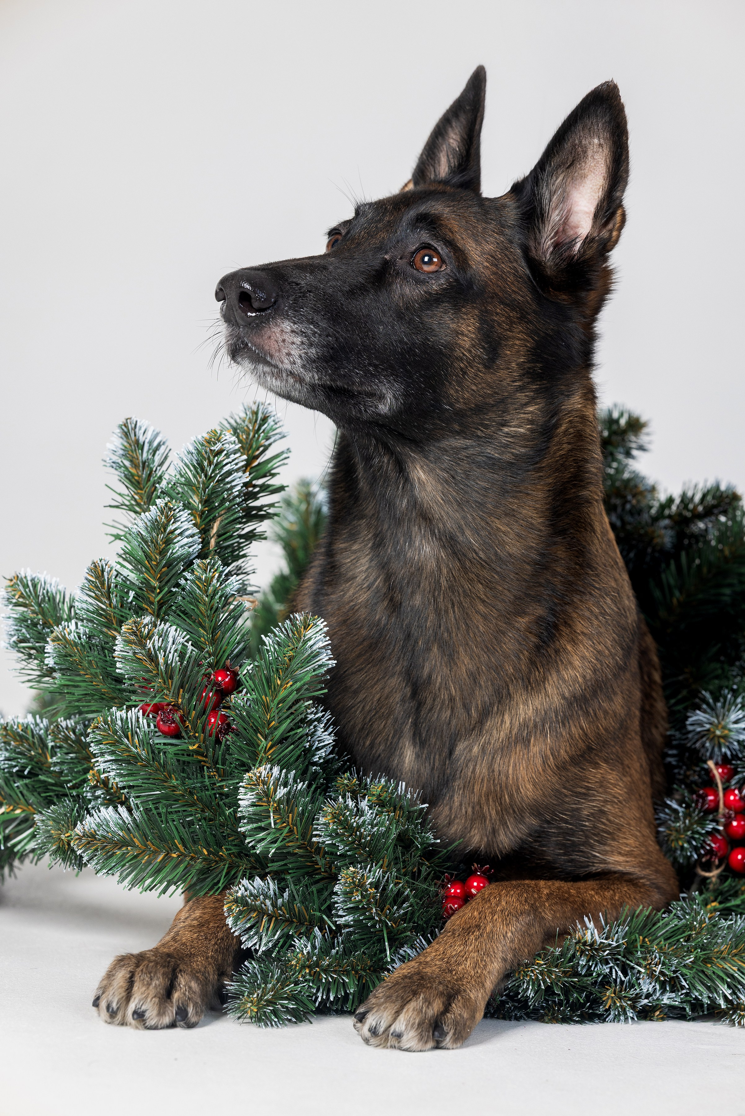 Хвостатый Новый Год. Фотограф Алена Звездина