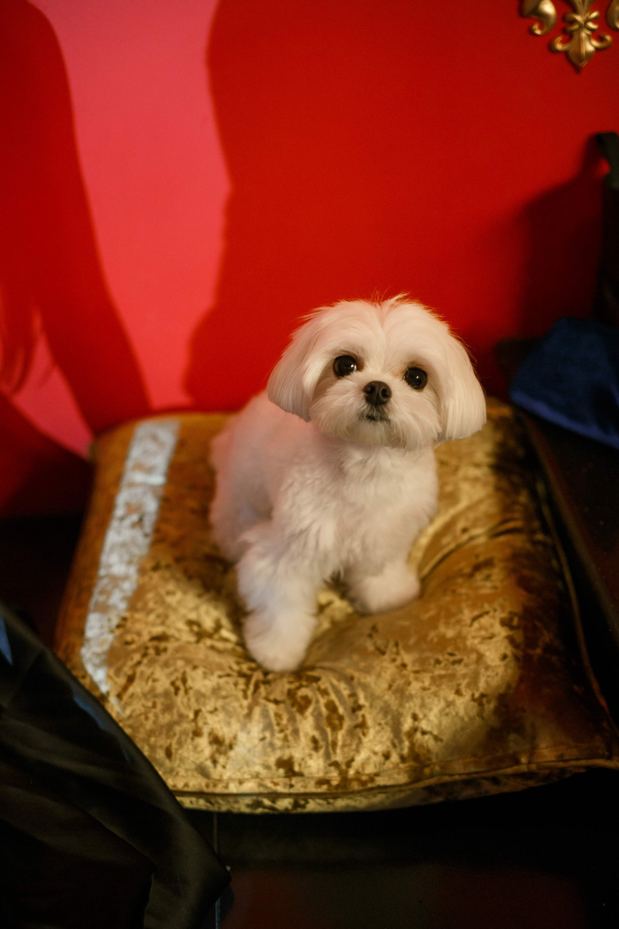 Halloween в Magisterium. Свадебный фотограф Игорь Брундасов 8PHOTO на свадьбу венчание загс СПб