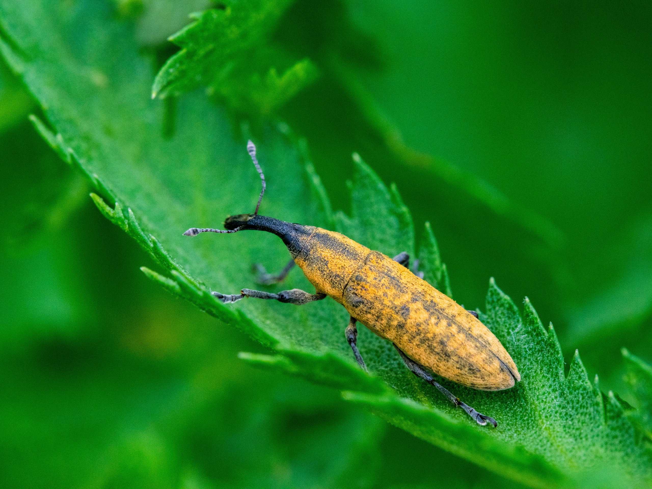 Насекомые. Фотограф Вадим Хмурковский