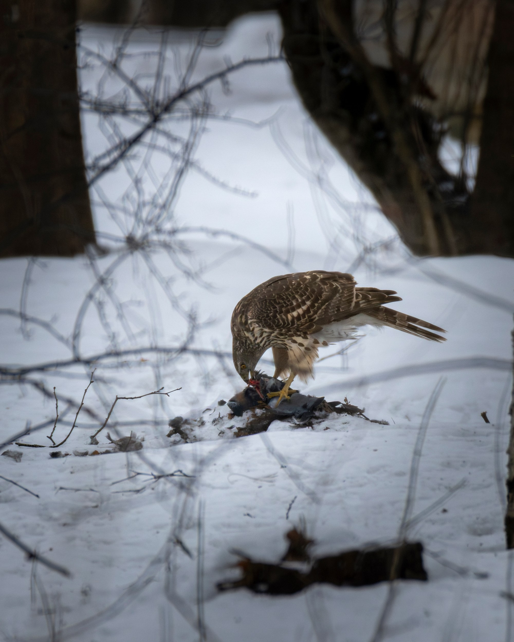 Ястреб тетеревятник полакомился птицой