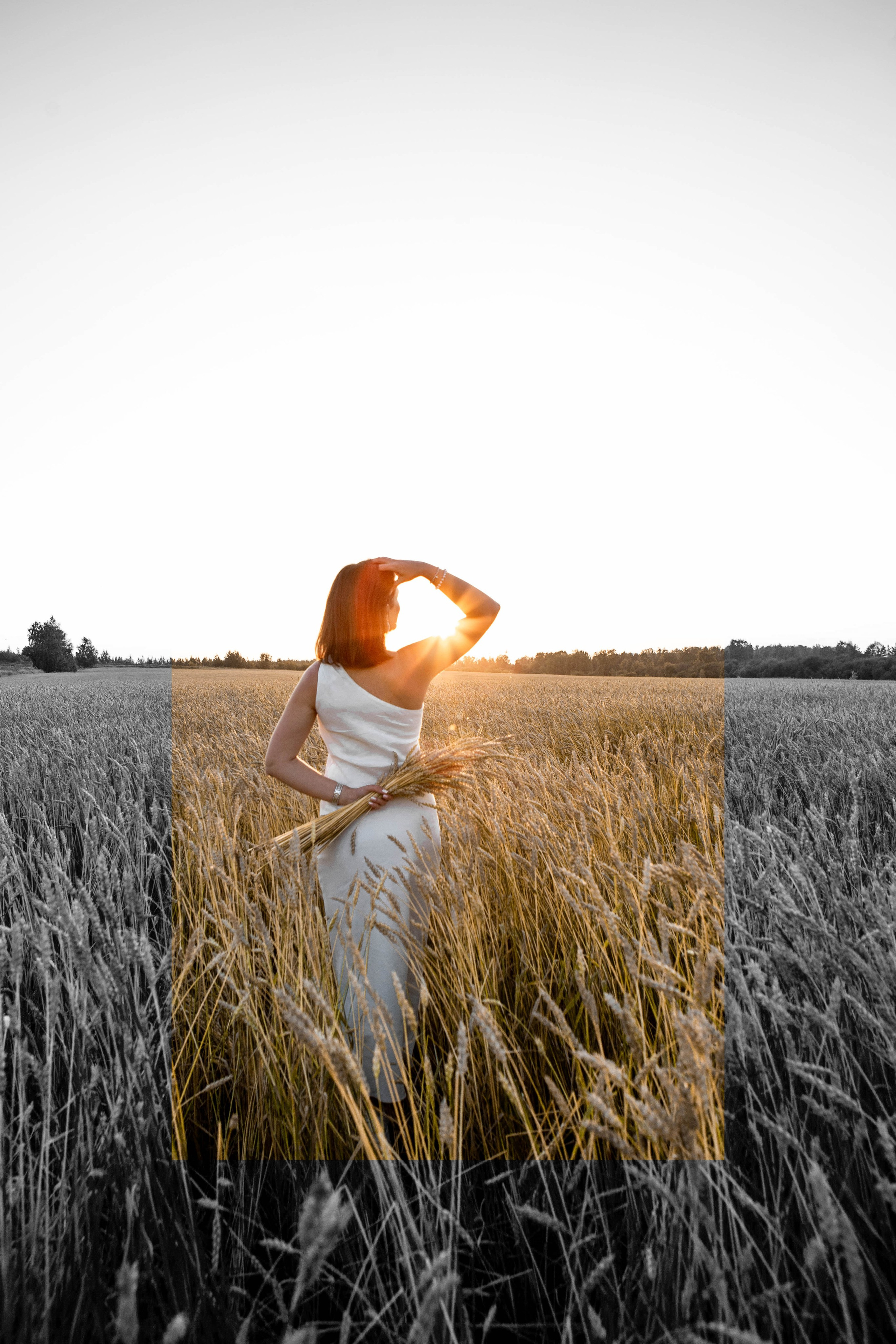 Пшеница на закате. Фотограф Екатерина Голицына