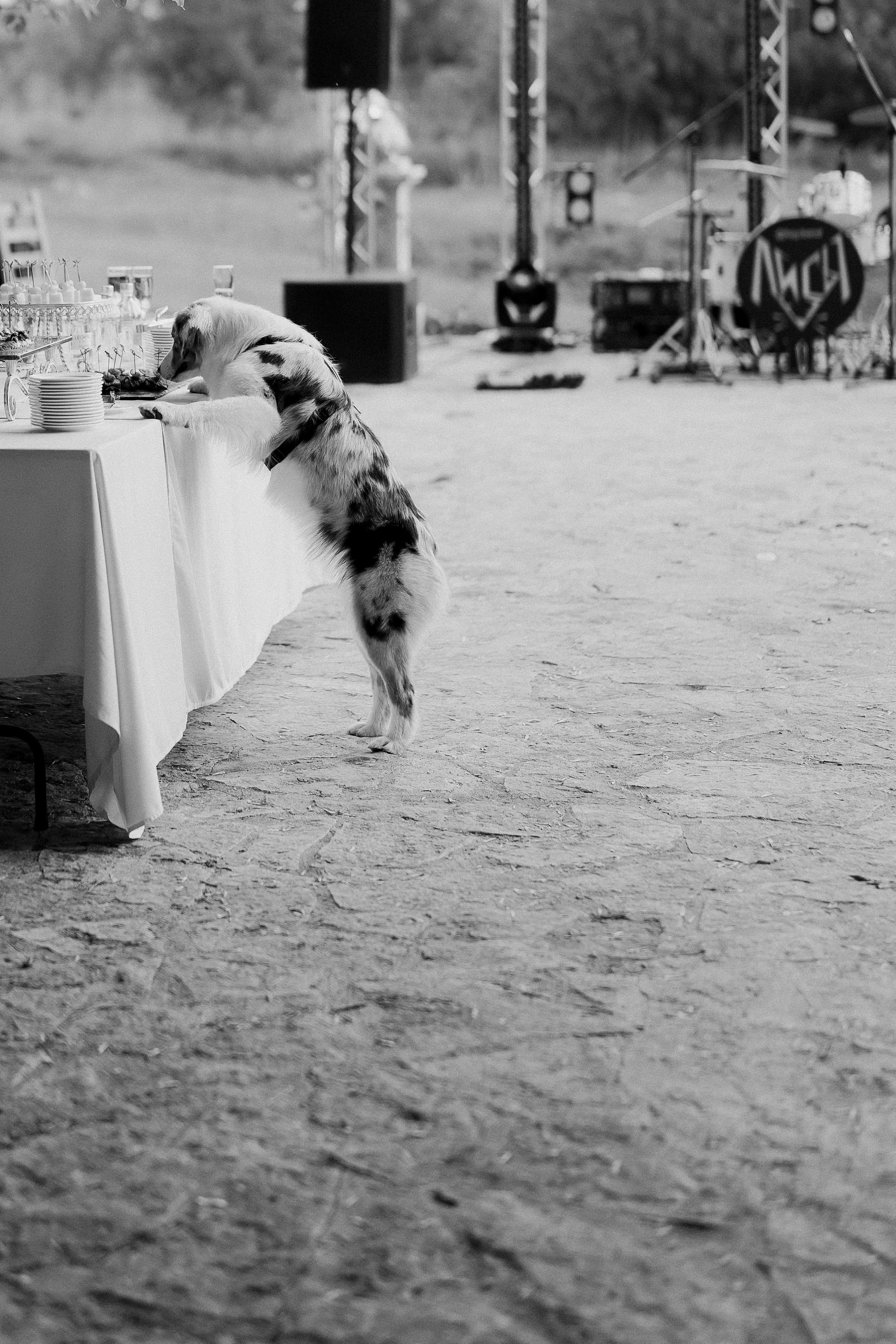 «Ты тот, кто заставляет меня улыбаться…». Свадебный фотограф Марина Бобкова в Липецке, Воронеже, Москва