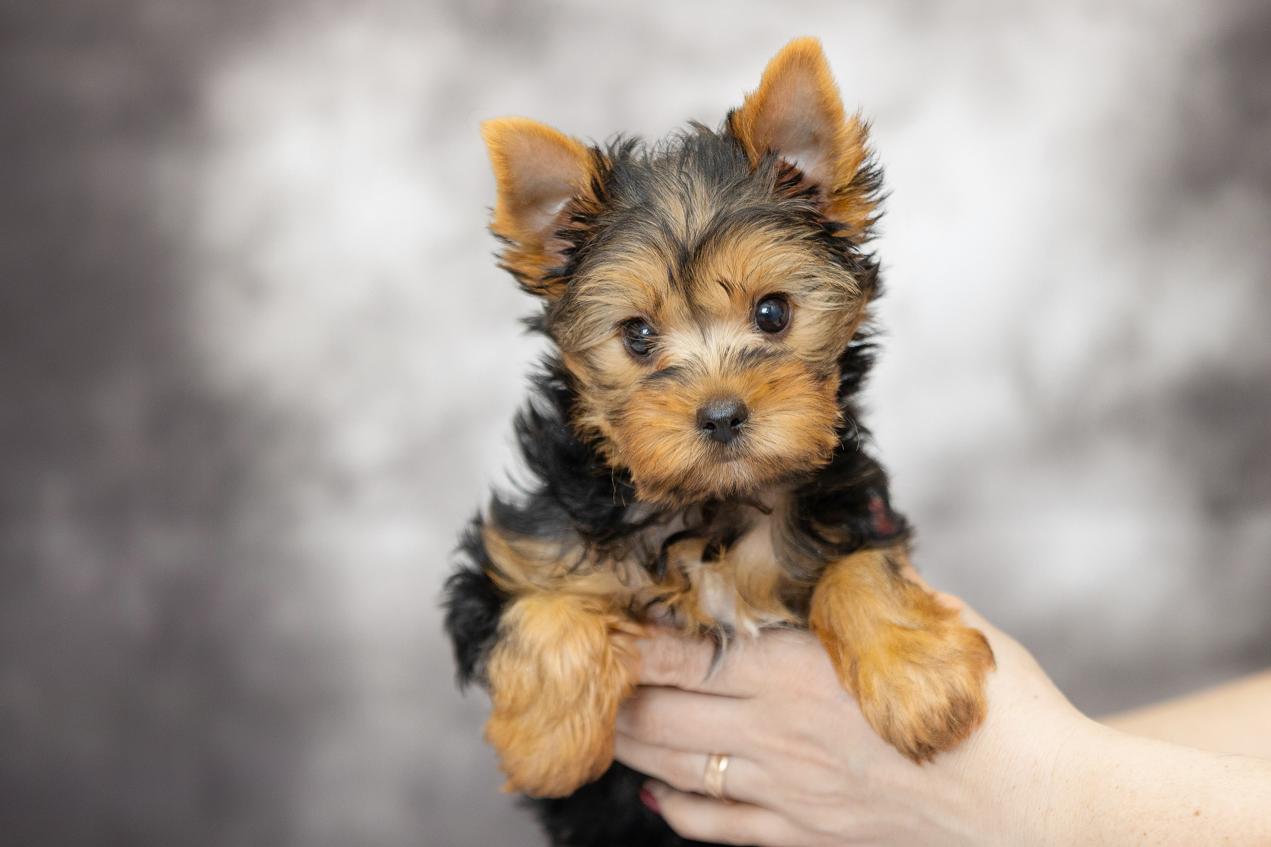 Щенки. Slavilada-Лапки. Свет. Любовь… Профессиональная фотосессия питомцев Для памяти, пристройства и продажи. Хабаровск