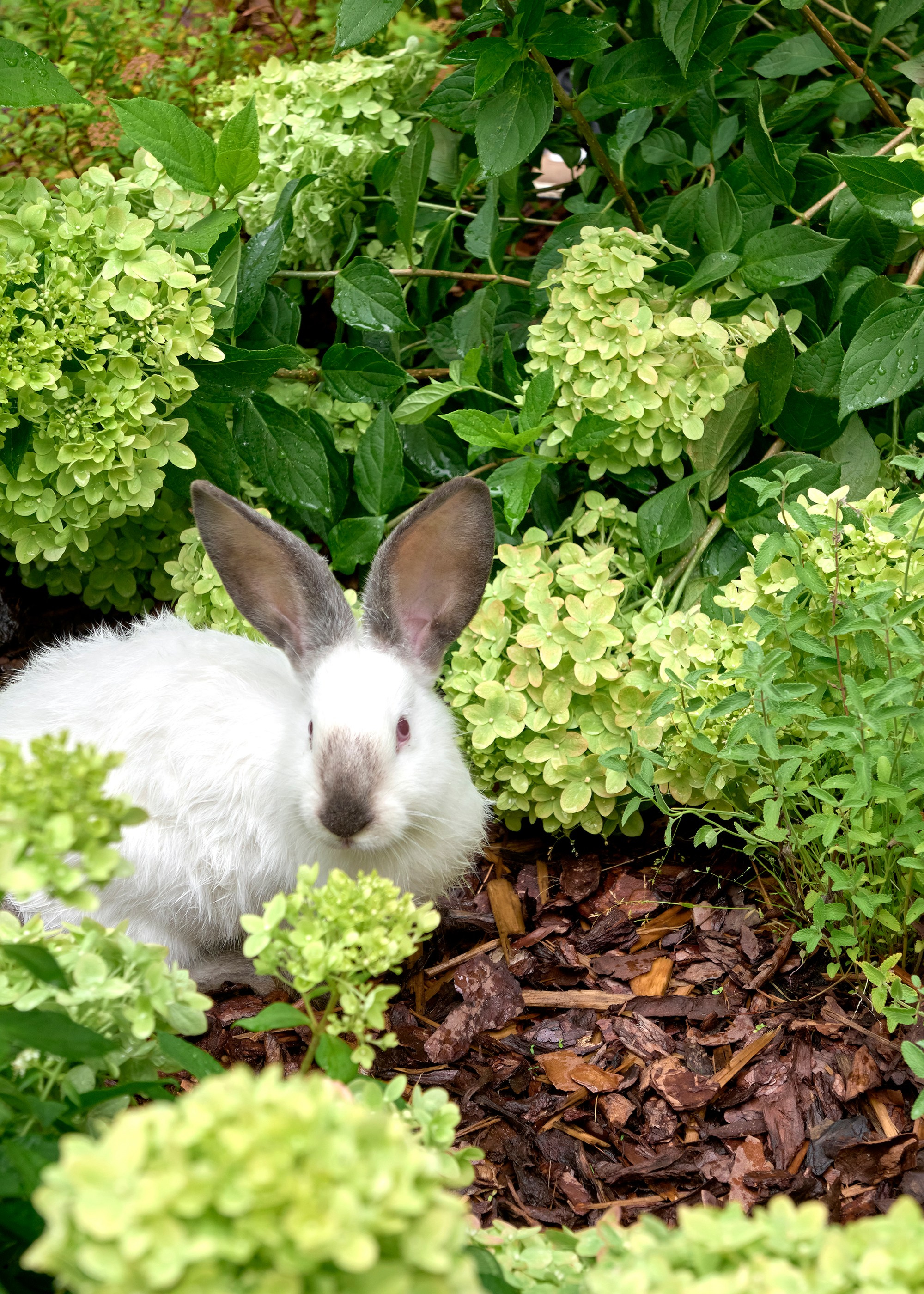 Фотосъемка реализованного проекта частного сада в Заполье для ландшафтной студии Хвоя. Фотограф Наталья Соловьева