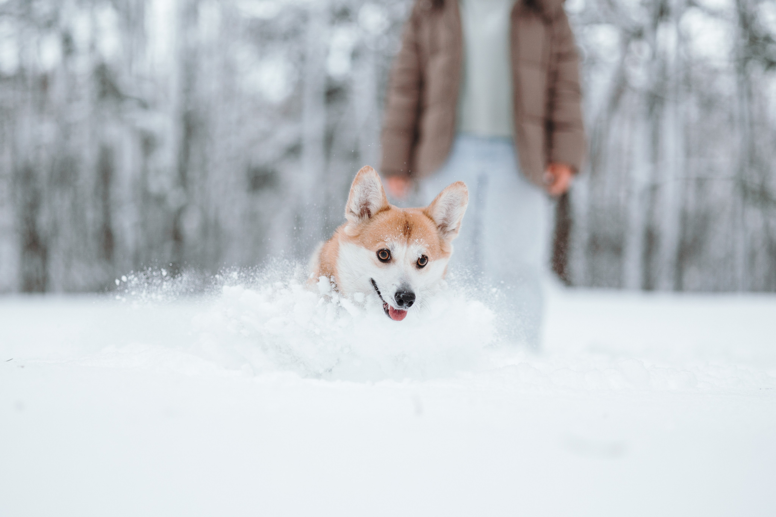 Оливка и ее семья. Фотограф — Анималист | Санкт-Петербург