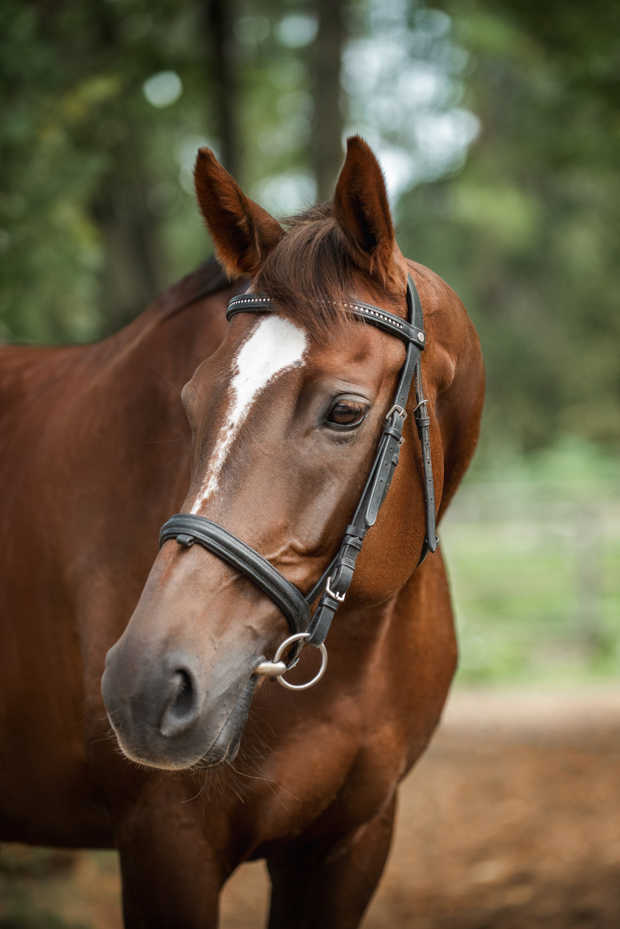 Тренеры и кони КСК «АЛМАЗОВО». Конный фотограф Куракина Дарья • Фотосессии с лошадьми